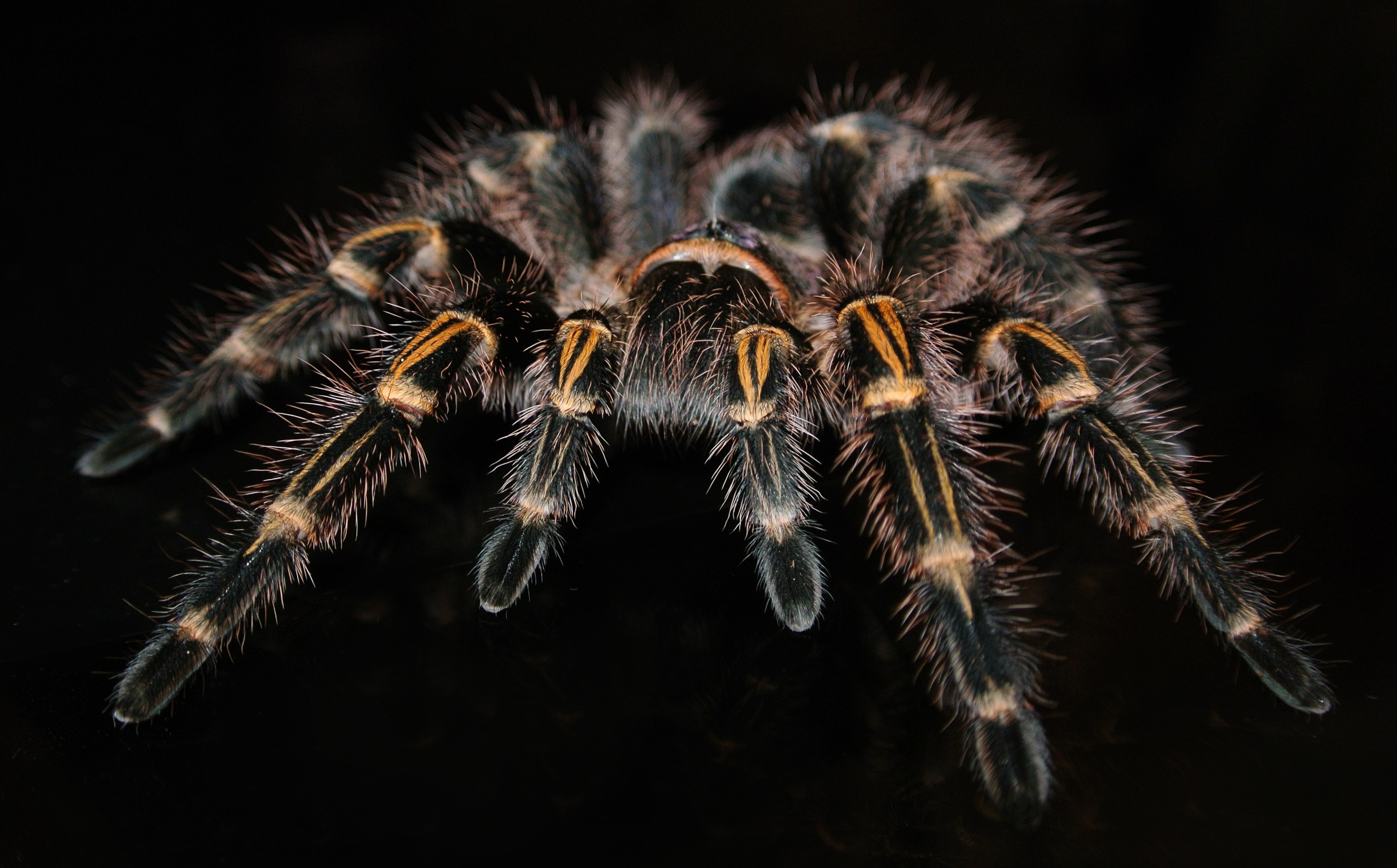 Black And Yellow Tarantula Preview - Grammostola Pulchripes Hd , HD Wallpaper & Backgrounds