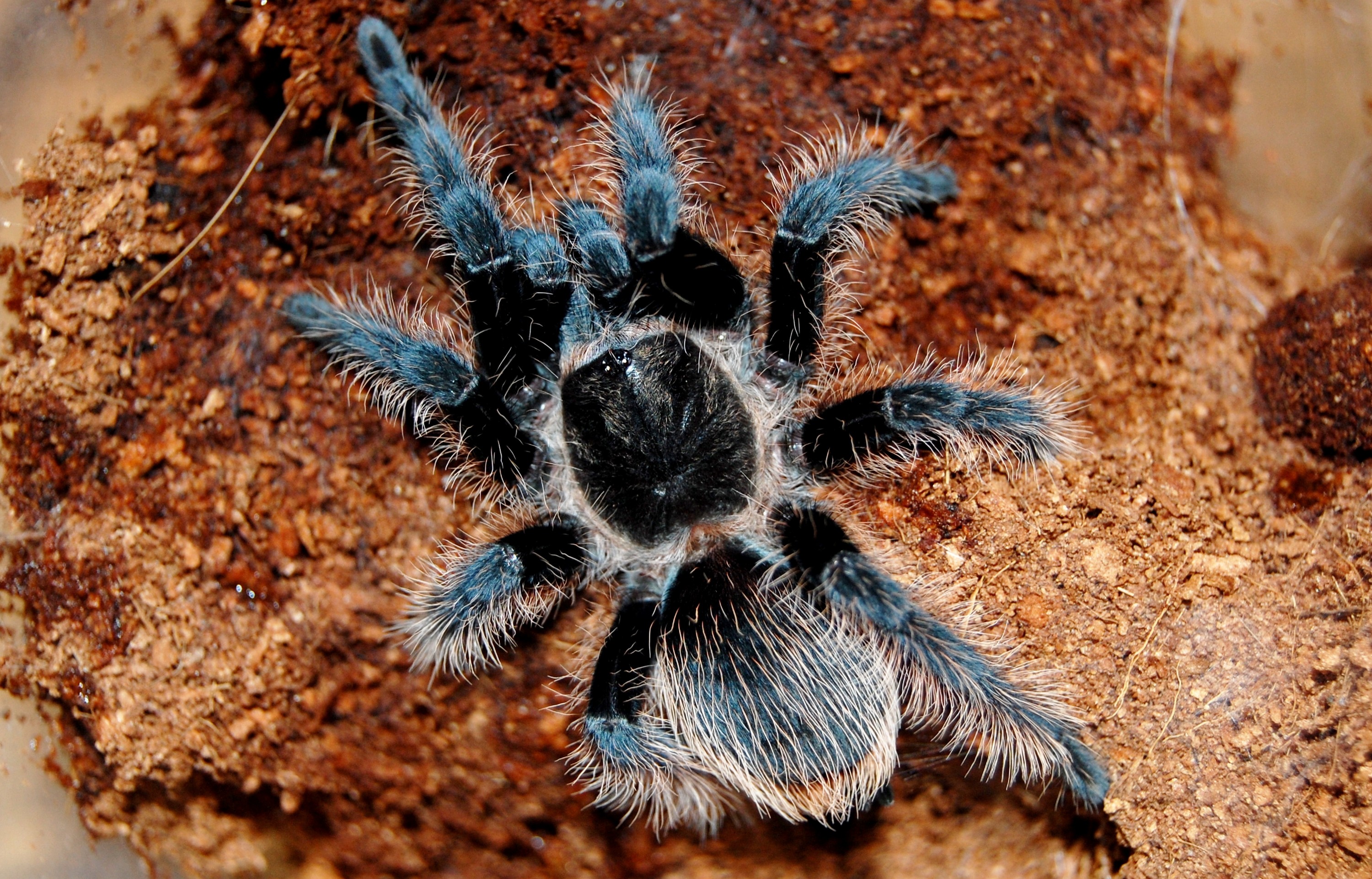 Hdq Tarantula Images Collection For Desktop , HD Wallpaper & Backgrounds