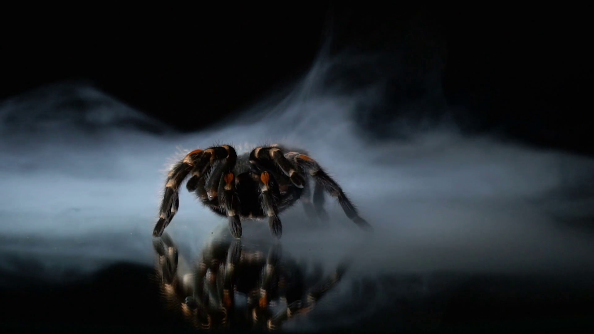 The Huge Tarantula Froze In The Milk Smoke, On The - Tarantula Mirror , HD Wallpaper & Backgrounds