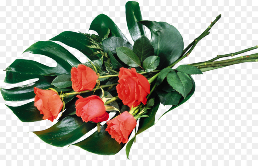 Rose, Desktop Wallpaper, Flower, Plant Png , HD Wallpaper & Backgrounds