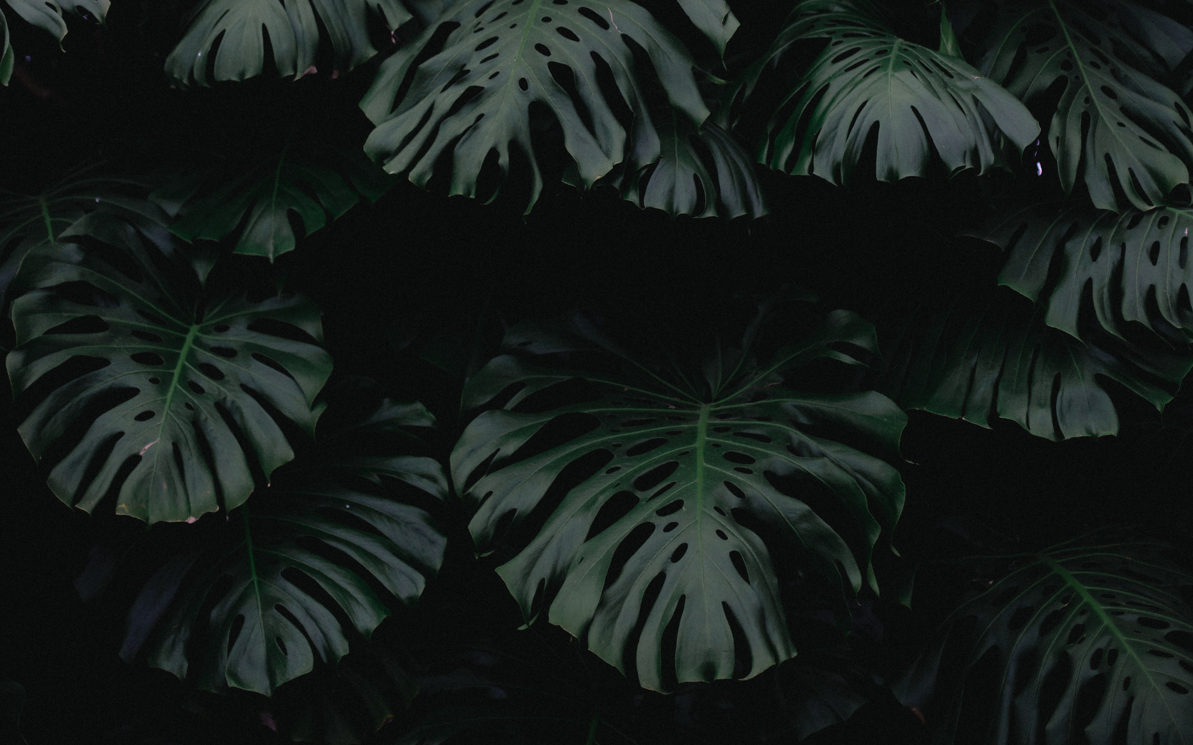 Download Wallpaper - Dark Plant , HD Wallpaper & Backgrounds