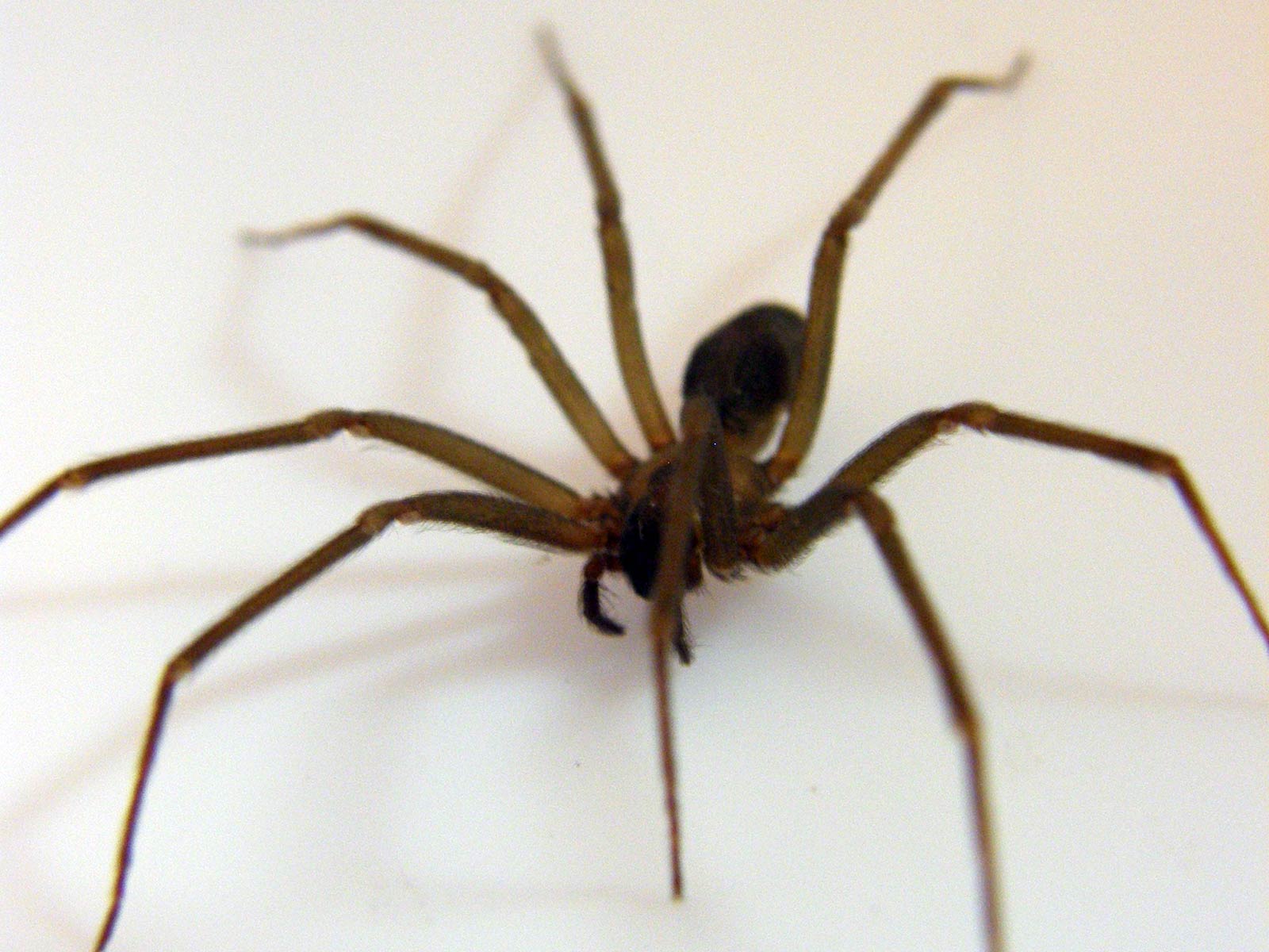 Tarantula Spider Wallpapers Download Tarantula Spider - Fiddleback Spider , HD Wallpaper & Backgrounds