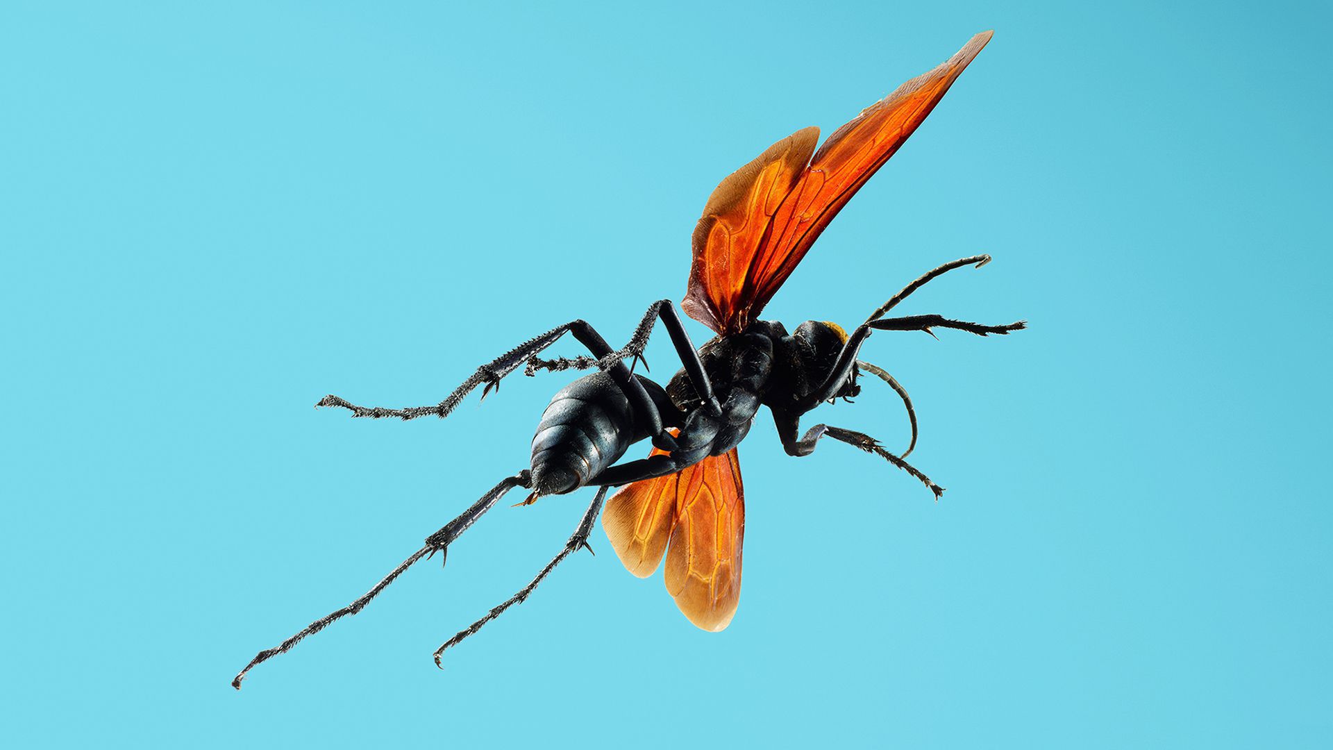 Tarantula Hawk Wallpaper - Brave Wilderness Tarantula Hawk , HD Wallpaper & Backgrounds