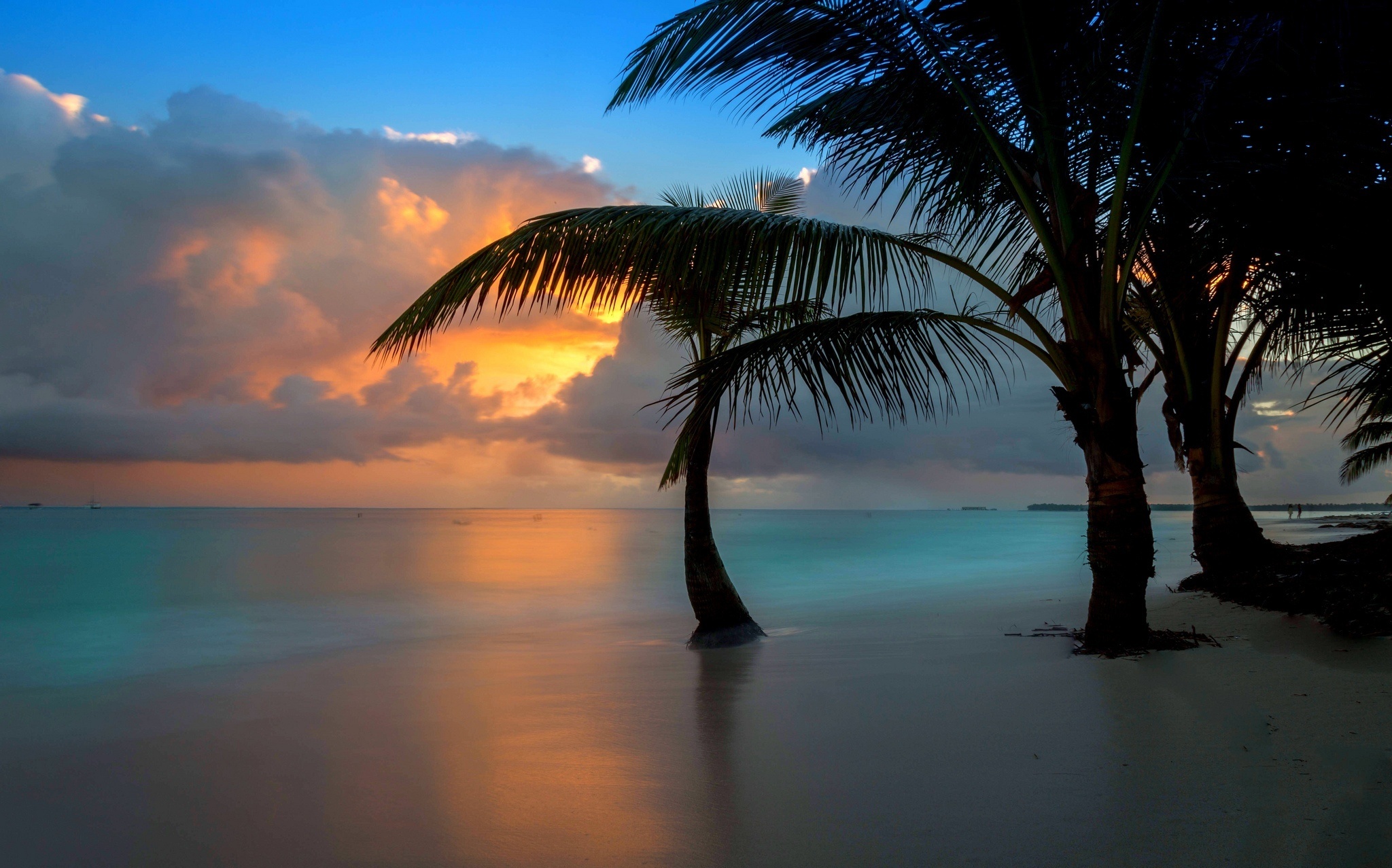 Wallpaper Download Beach Sea Ocean Dawn Clouds Palms - Attalea Speciosa , HD Wallpaper & Backgrounds