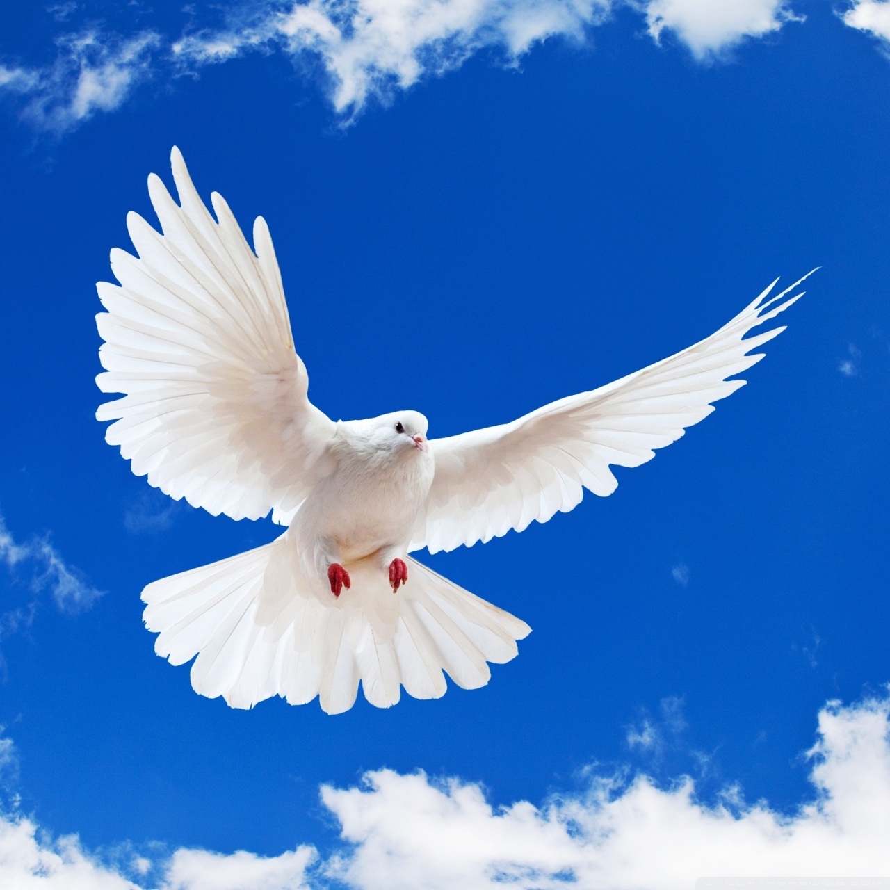Ipad - World Peace Dove , HD Wallpaper & Backgrounds