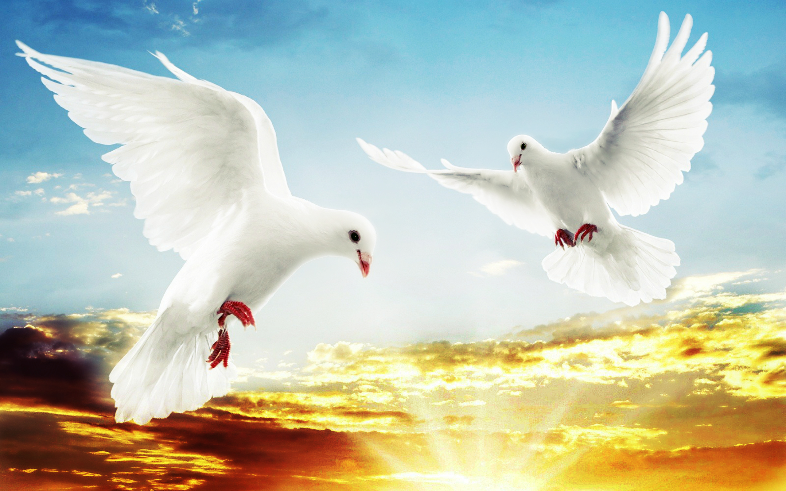 White Doves Flying - Good Morning Image New Style , HD Wallpaper & Backgrounds