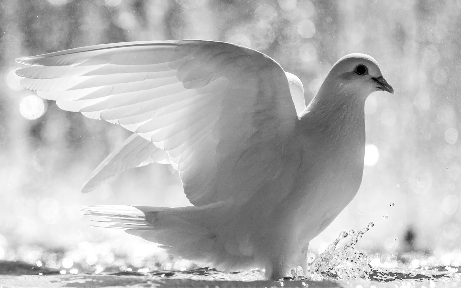 Blach White Photo Dove - White Dove Black And White , HD Wallpaper & Backgrounds