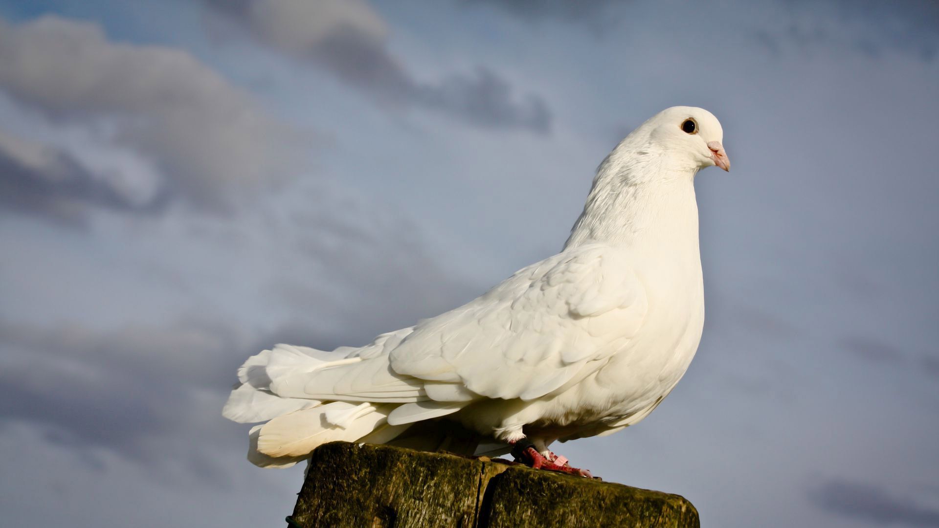 White Dove Hd Wallpaper - Rock Dove , HD Wallpaper & Backgrounds