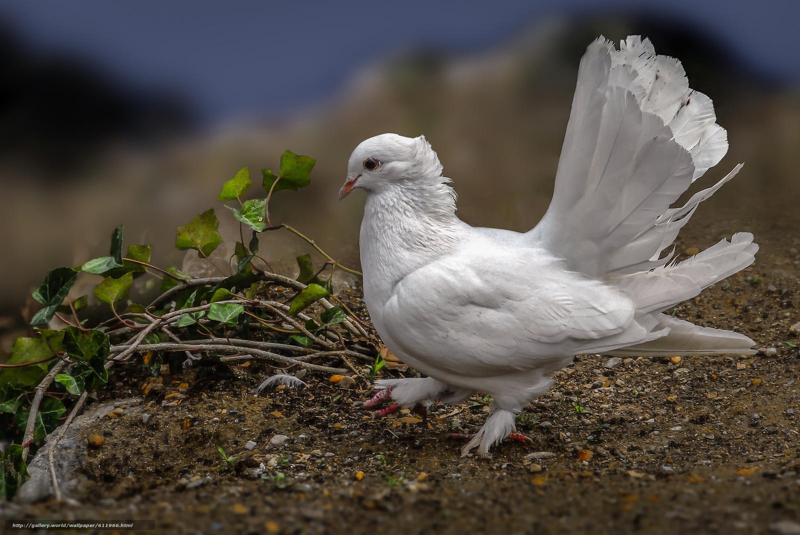 Download Wallpaper White Dove, Pigeon, Bird, Tail Free - White Dove Bird , HD Wallpaper & Backgrounds