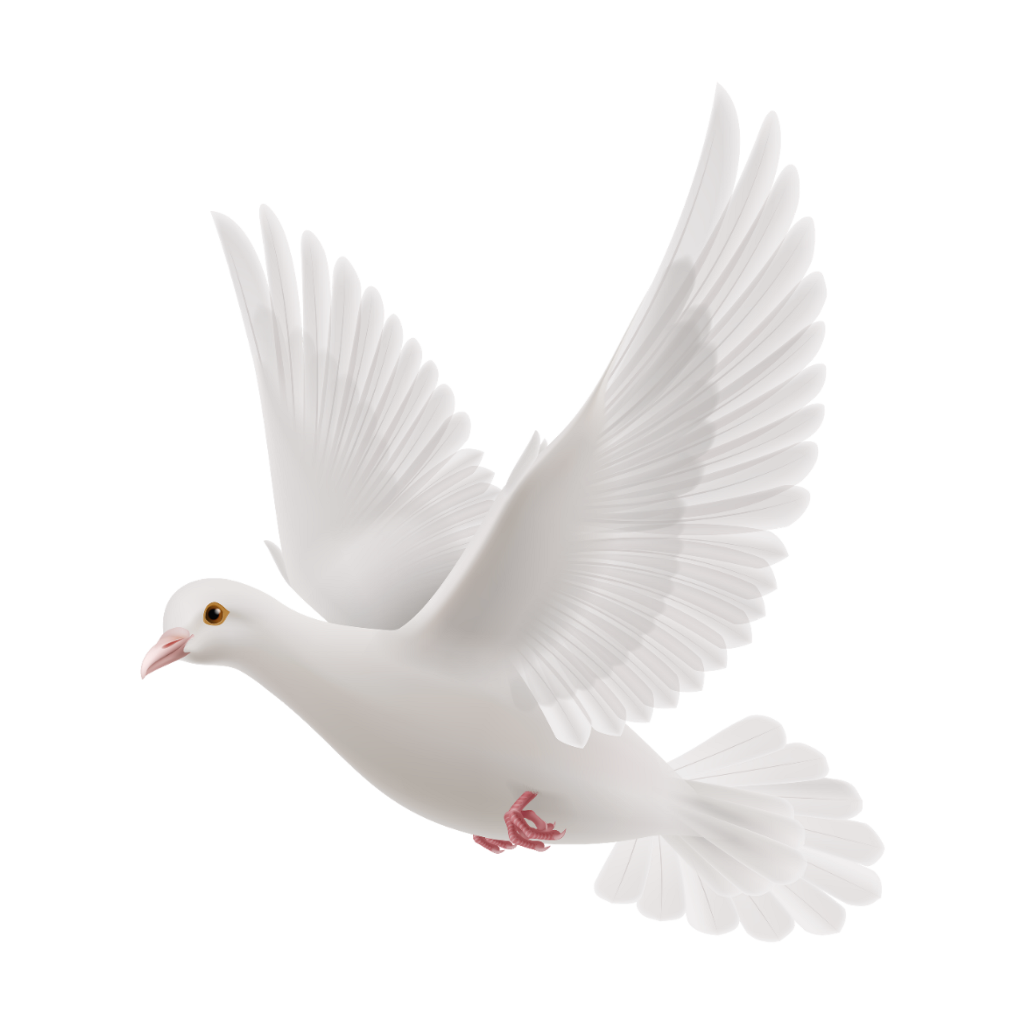 White Dove Clipart Pigeon Head - Feel Post Malone Kehlani , HD Wallpaper & Backgrounds