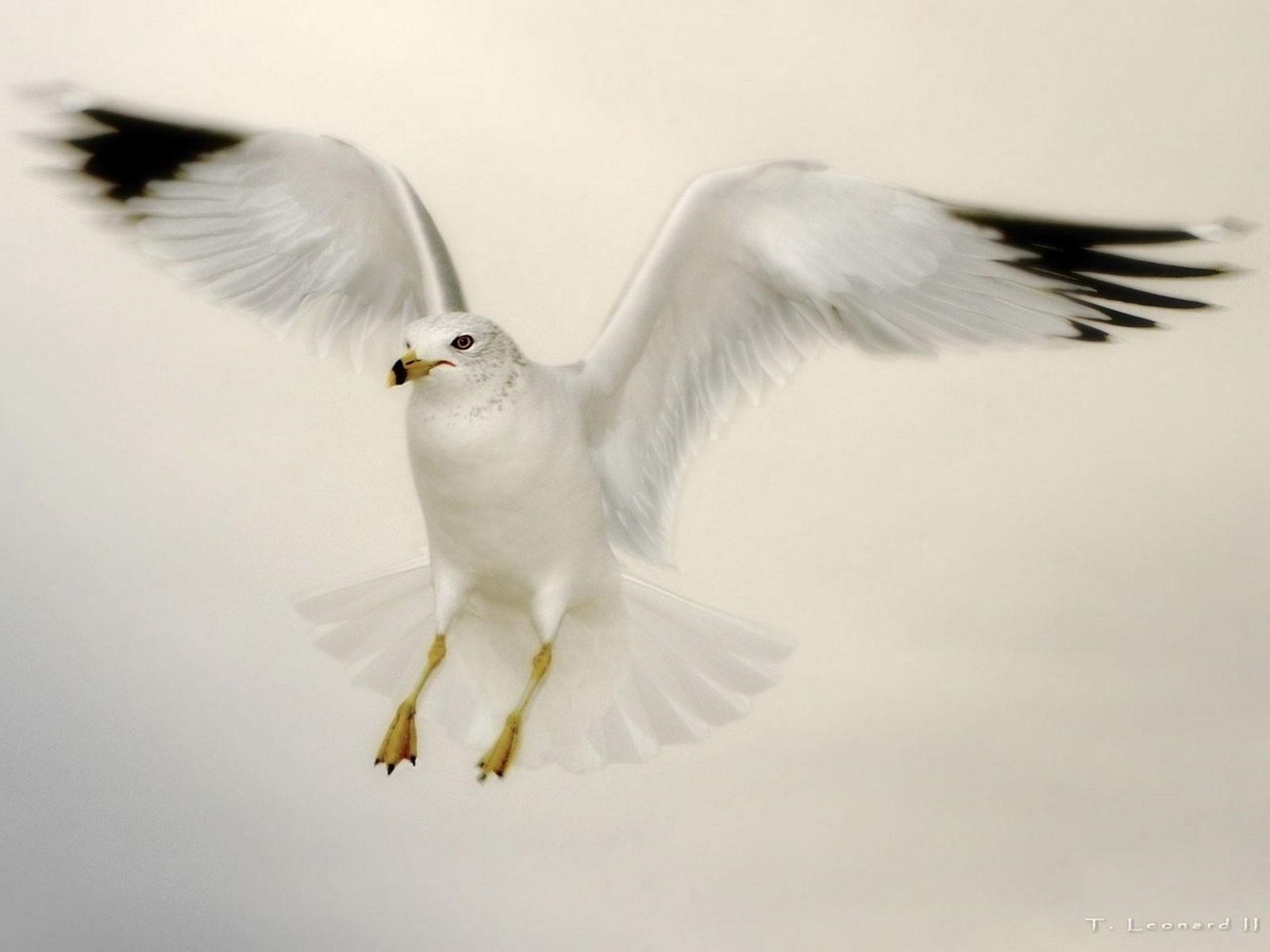 Flying Dove - Landing Seagull , HD Wallpaper & Backgrounds