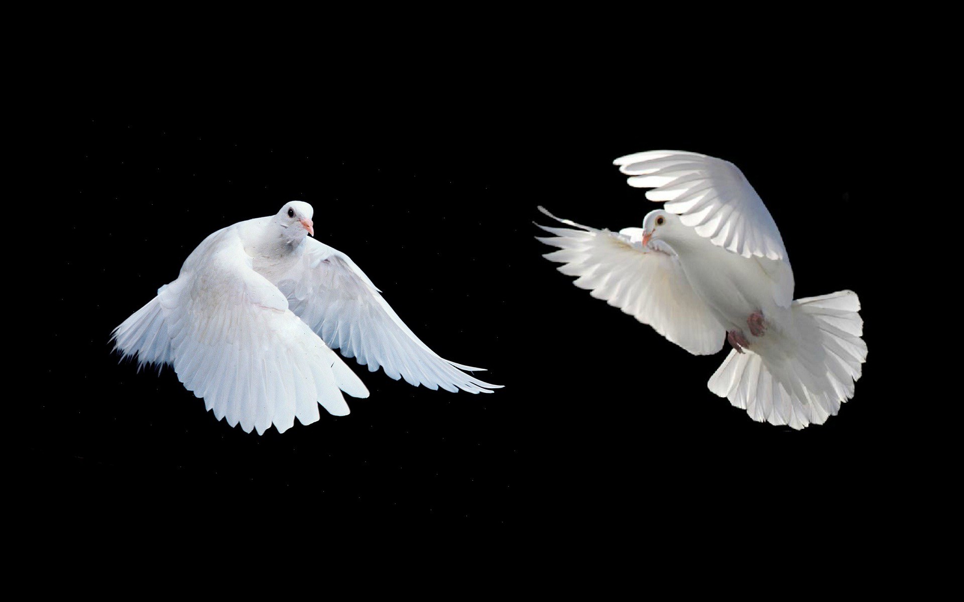 White Doves Flying Wallpaper - New Year Two Line Shayari , HD Wallpaper & Backgrounds