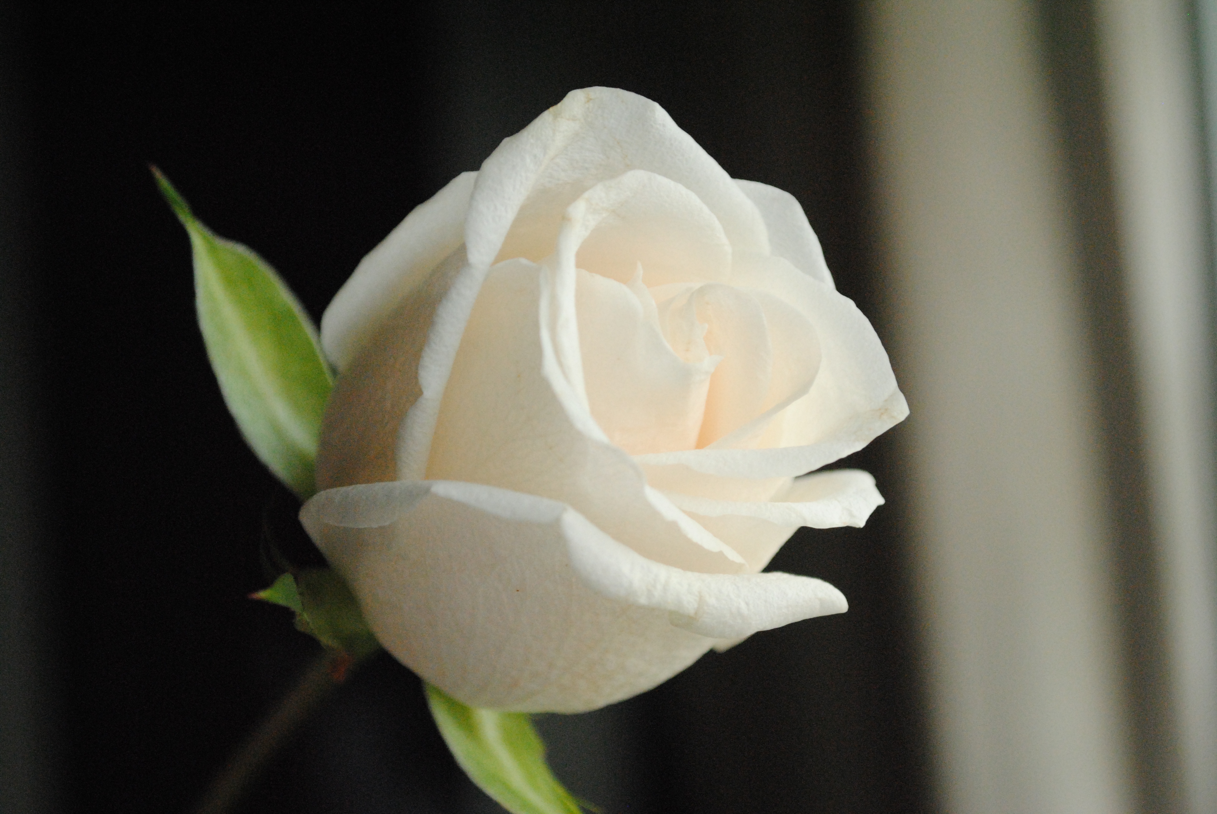 White Rose Computer Wallpaper - Rose White Of Love , HD Wallpaper & Backgrounds