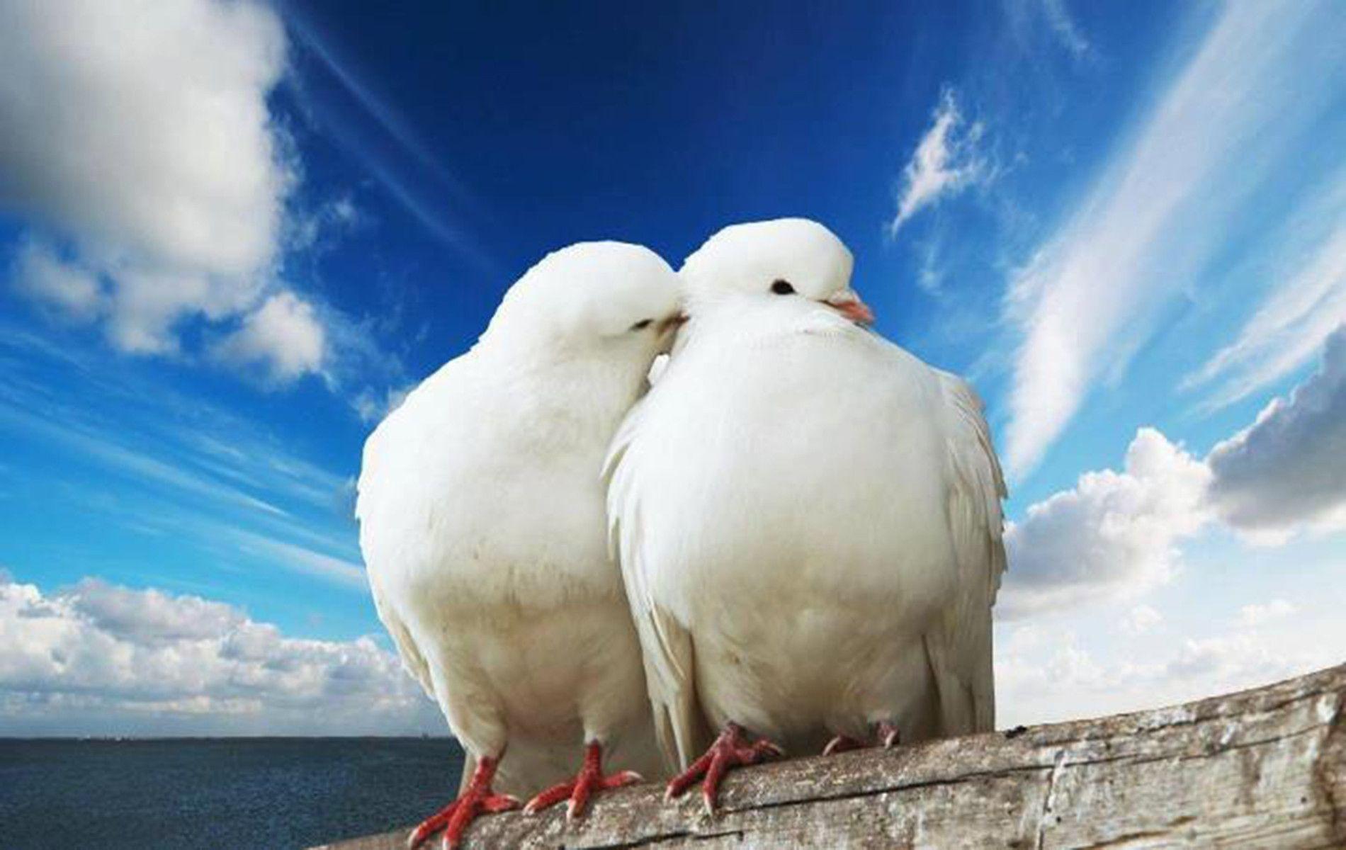 White Dove Wallpaper 70149 Best Hd Wallpapers - Cute Doves , HD Wallpaper & Backgrounds