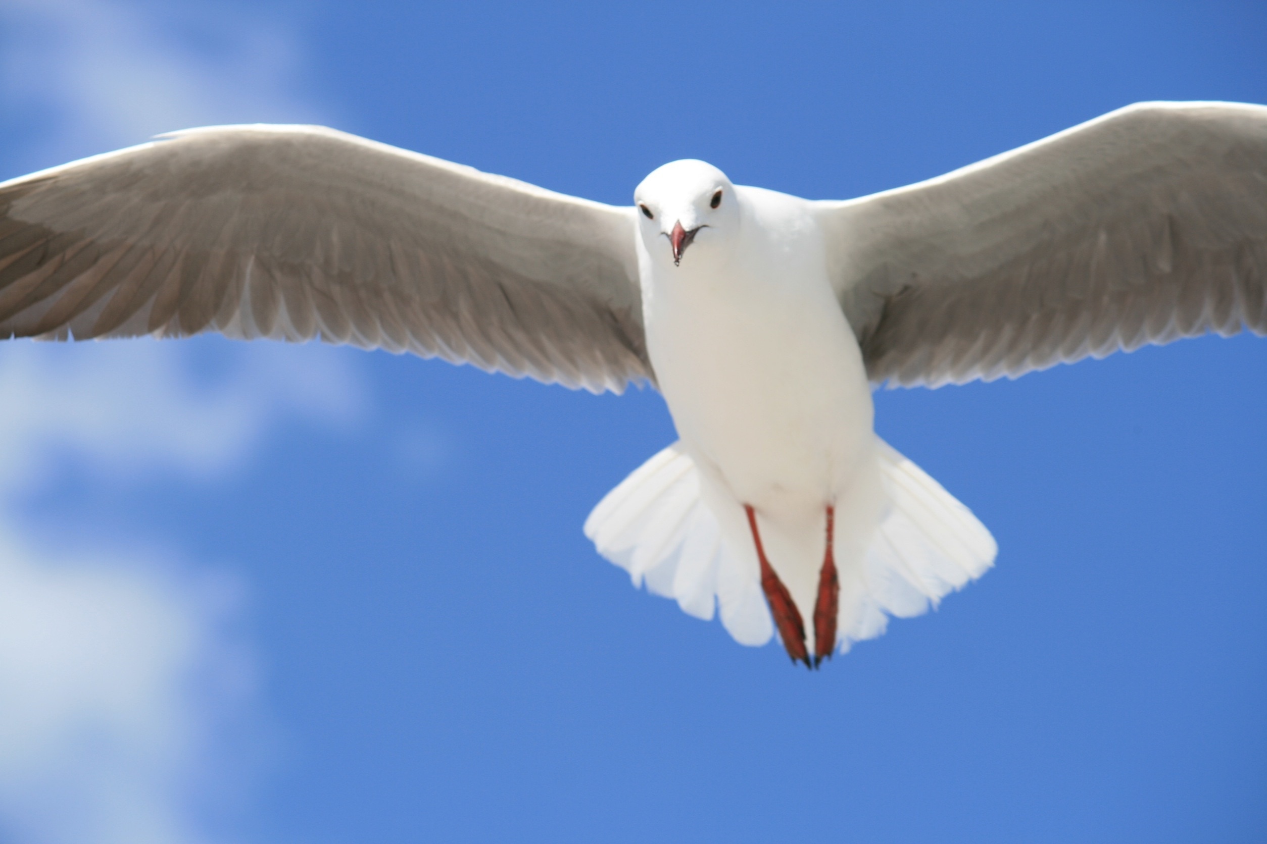 Download Original Image Online Crop - Blue Sky White Bird Flying , HD Wallpaper & Backgrounds