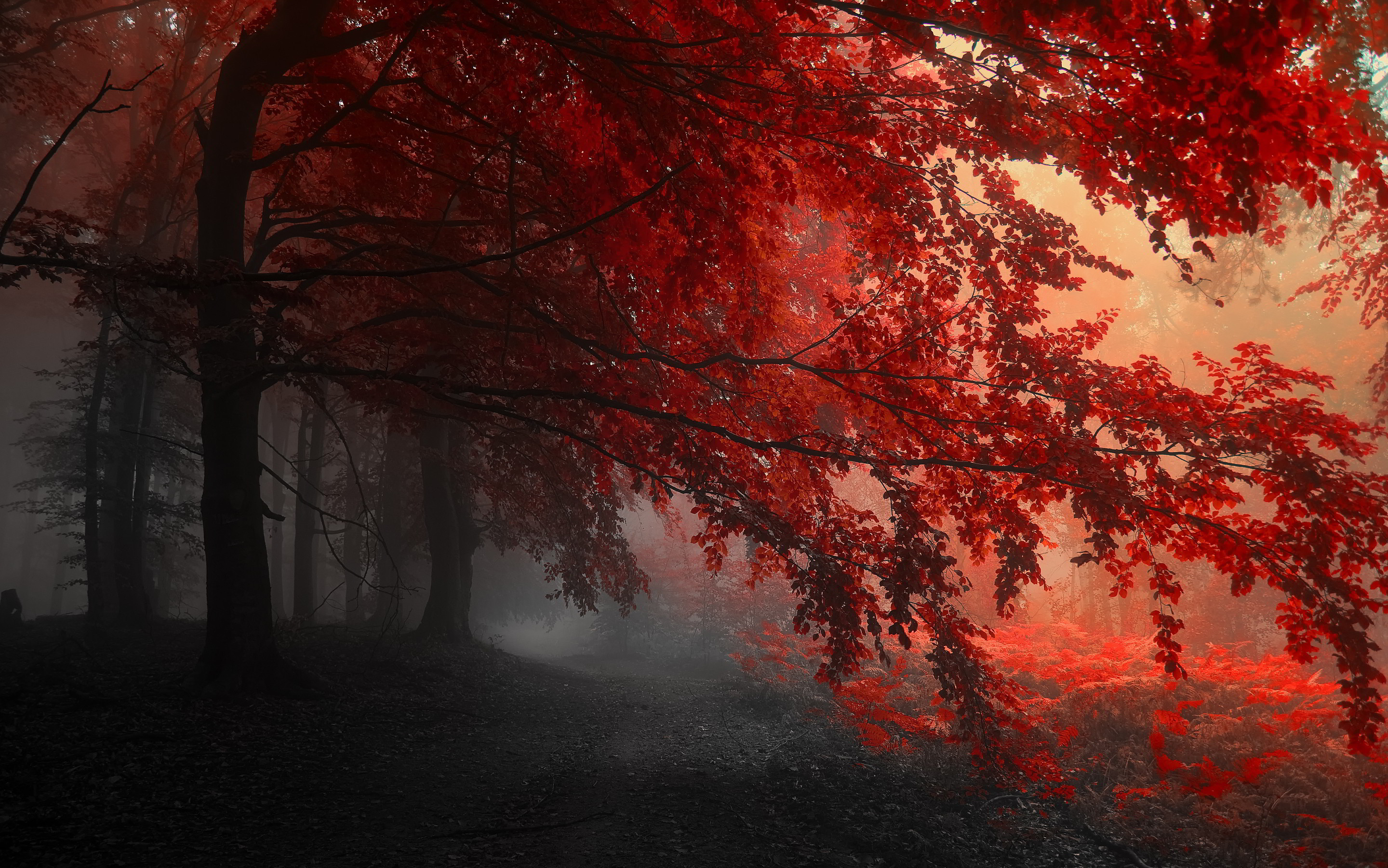Red Widescreen Wallpaper - Red Forest Wallpaper 4k , HD Wallpaper & Backgrounds