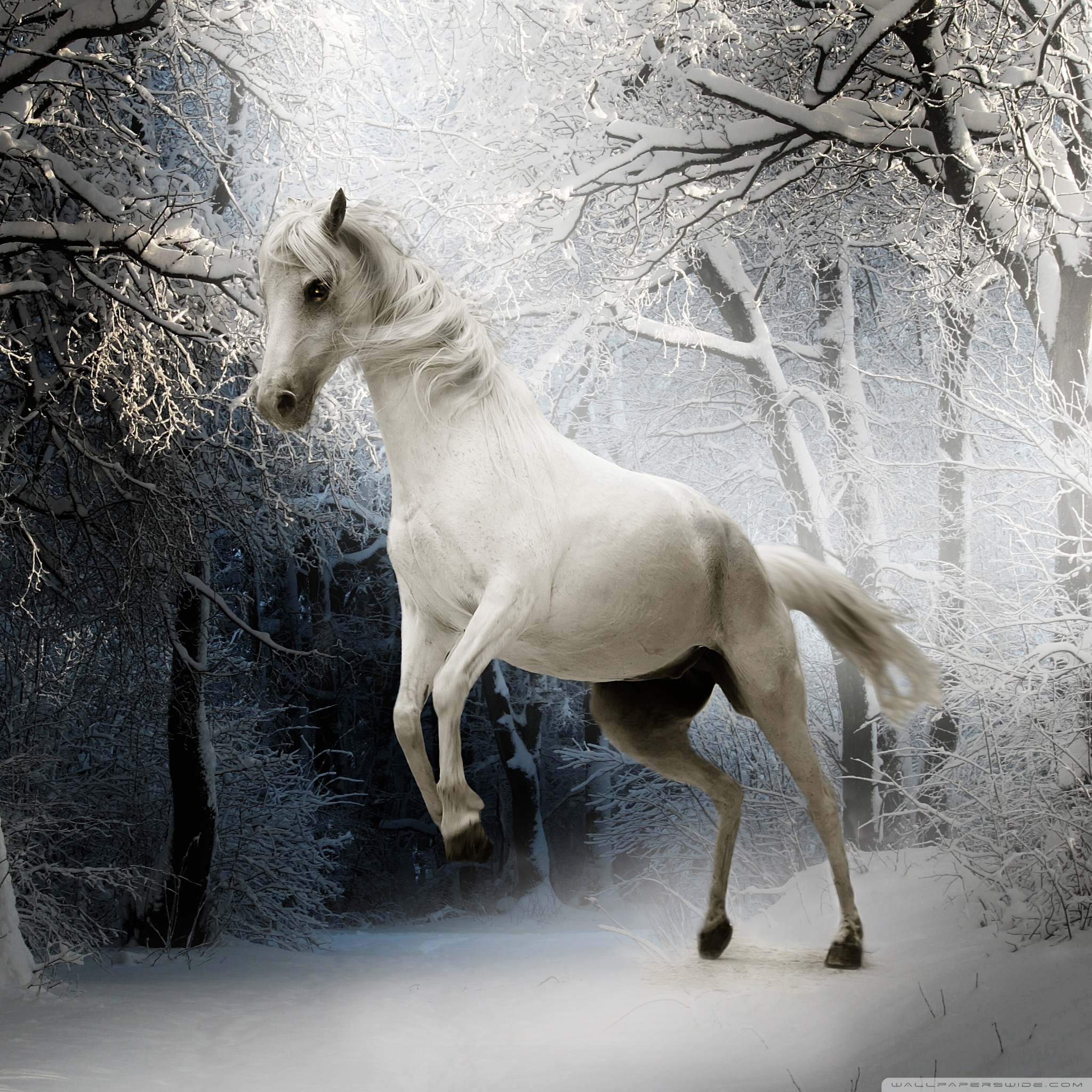Ipad - Horse Cover Photo Facebook , HD Wallpaper & Backgrounds