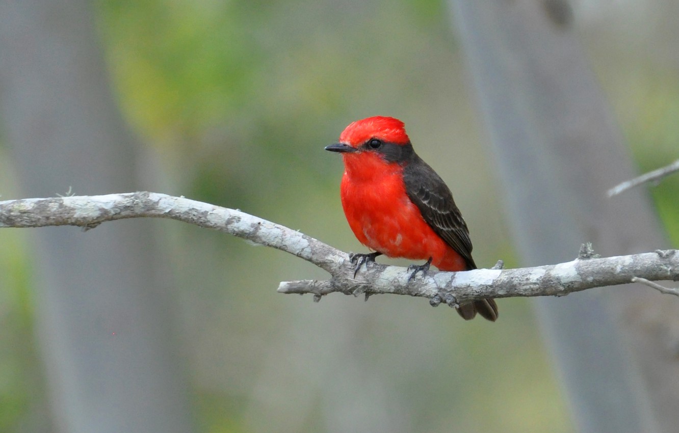 Photo Wallpaper Red, Black, Bird, Beak, Eye, Branch, - Coraciiformes , HD Wallpaper & Backgrounds