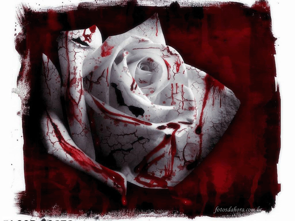 1 - Red Stained White Rose , HD Wallpaper & Backgrounds