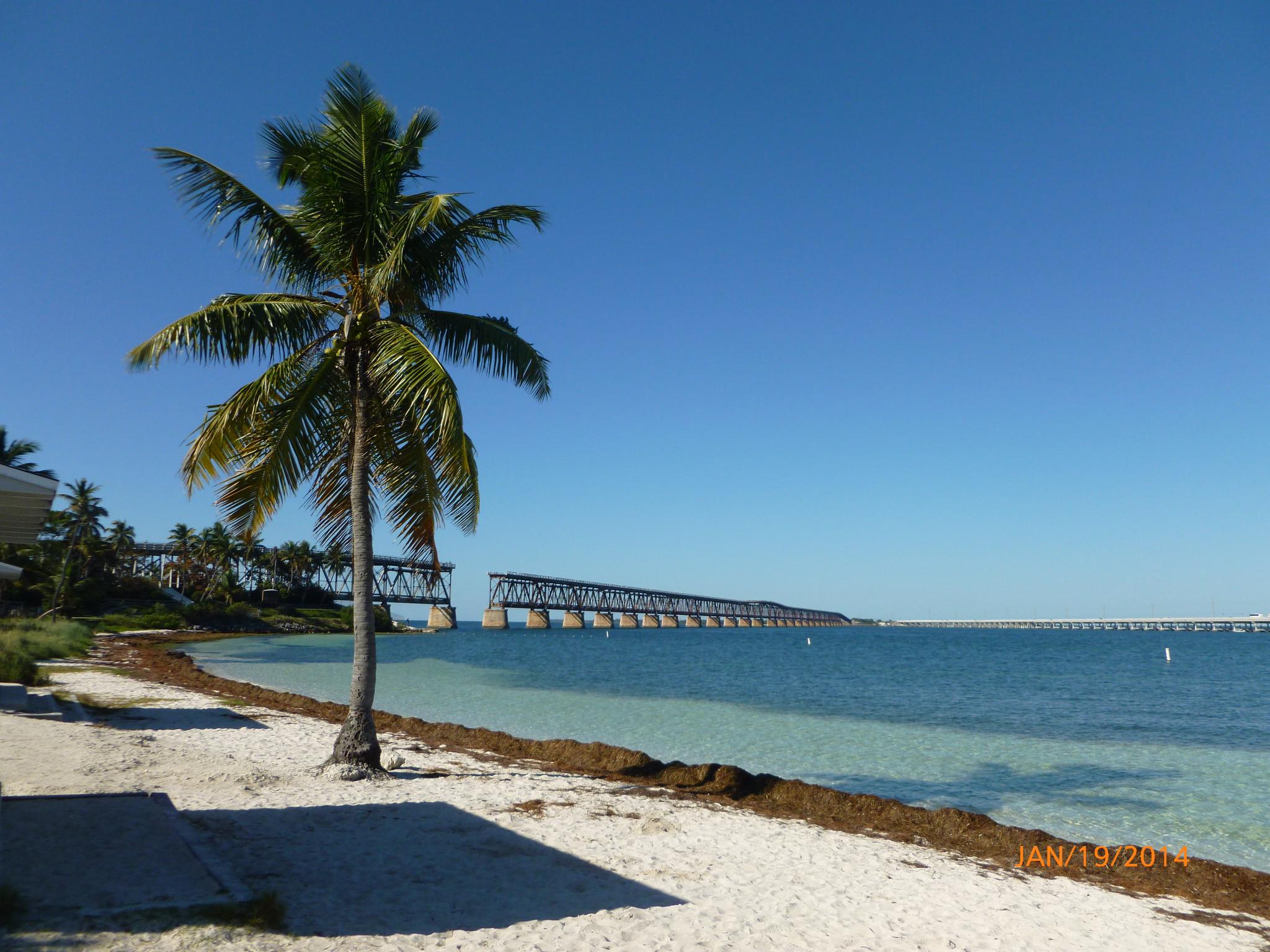 Bahia Honda State Parks - Attalea Speciosa , HD Wallpaper & Backgrounds