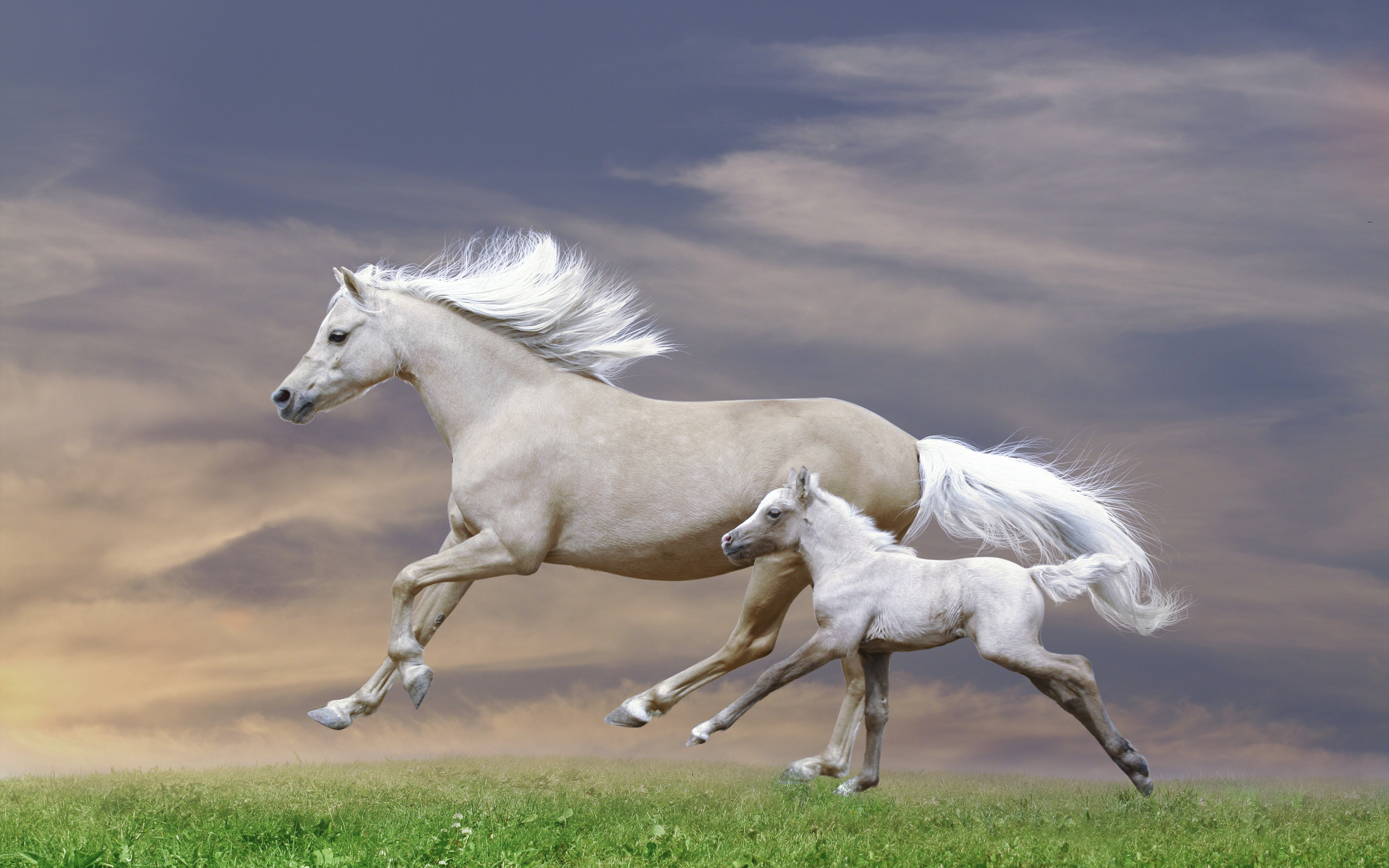 Download Original Resolution - Horse And Foal Galloping , HD Wallpaper & Backgrounds