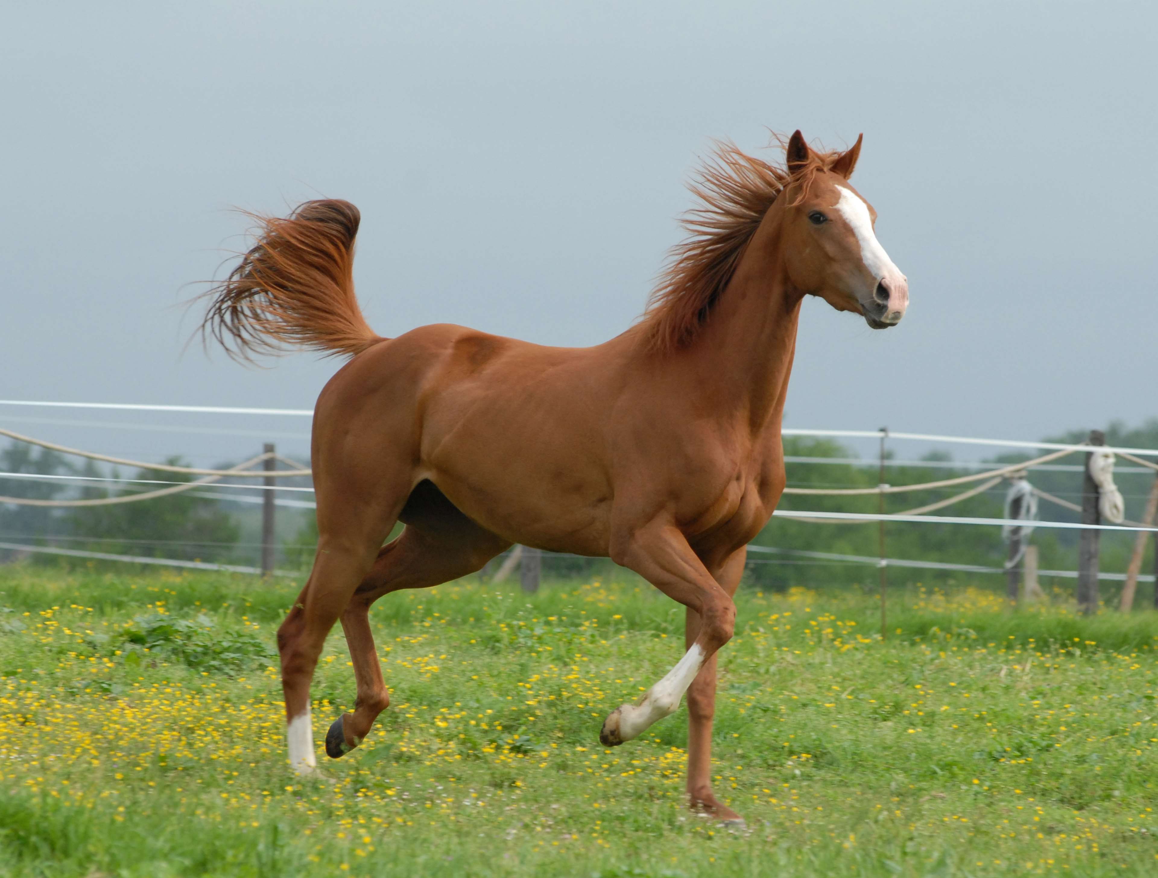 Animal, Brown, Equine, Free, Horse, Mare, Nature, Prairie, - Horses Domestic Animals , HD Wallpaper & Backgrounds