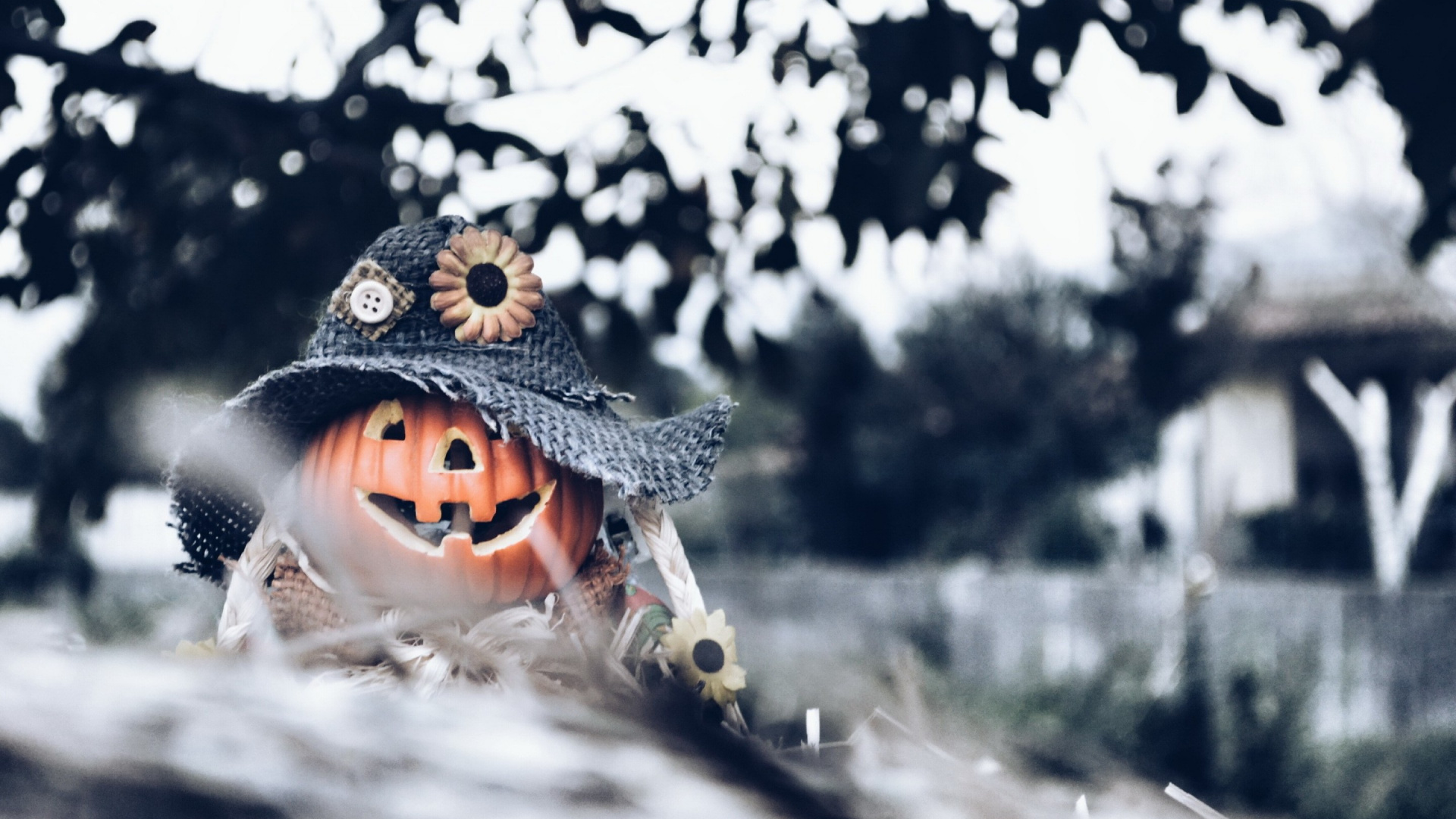 Snow, Freezing, Halloween, Jack O Lantern, Holiday - Tree , HD Wallpaper & Backgrounds