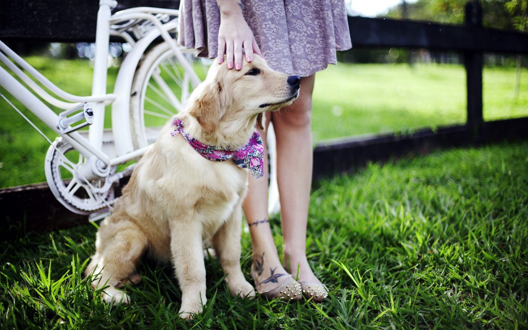 Retriever Grass Dog Mistress - Girl With Pets Wallpapers Hd , HD Wallpaper & Backgrounds