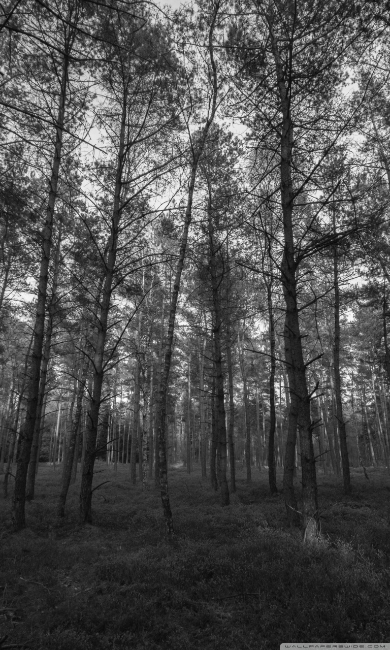 Smartphone 5 - - Black And White Photo Of Forest , HD Wallpaper & Backgrounds