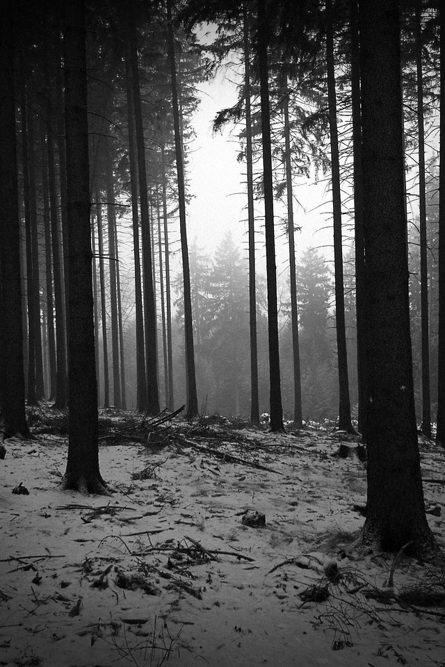 Wallpaper Resolutions - Black Forest Wallpaper Iphone , HD Wallpaper & Backgrounds