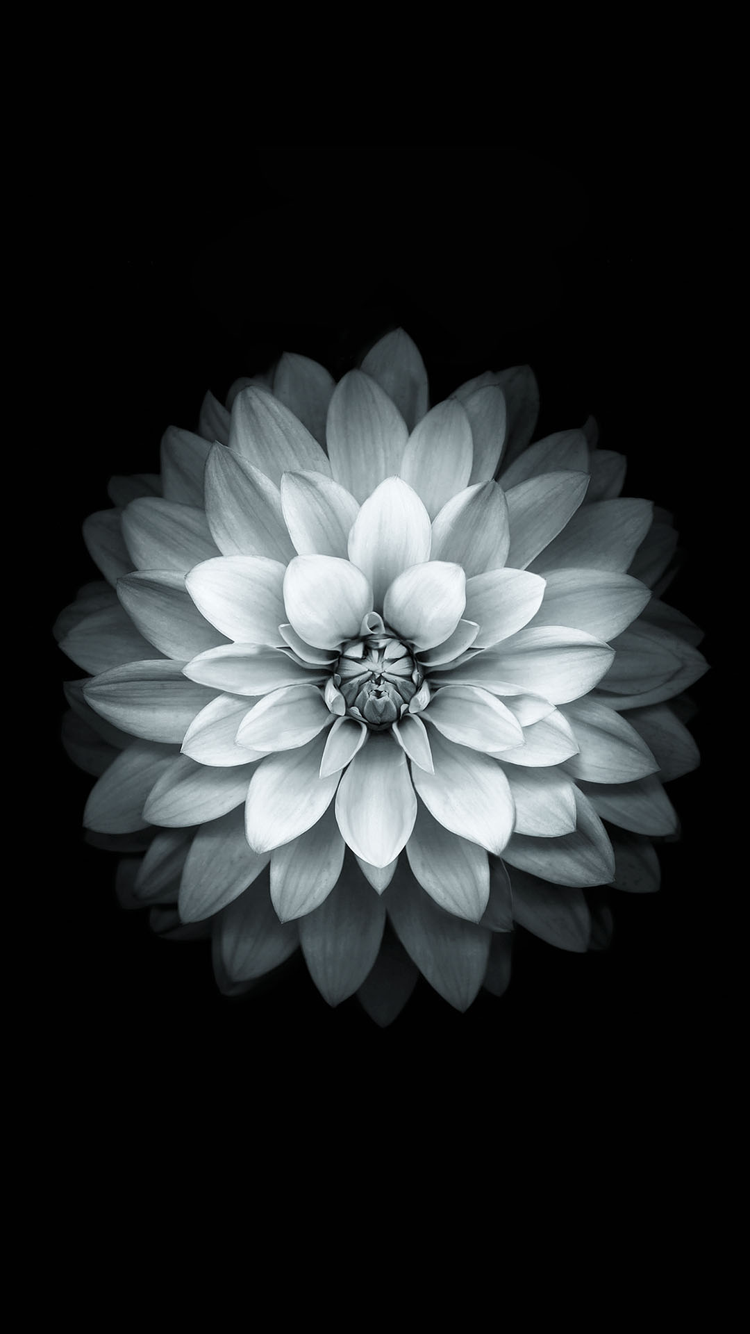 Download Black White Apple Lotus Flower Wallpaper - Ios Gold Wallpaper Hd , HD Wallpaper & Backgrounds