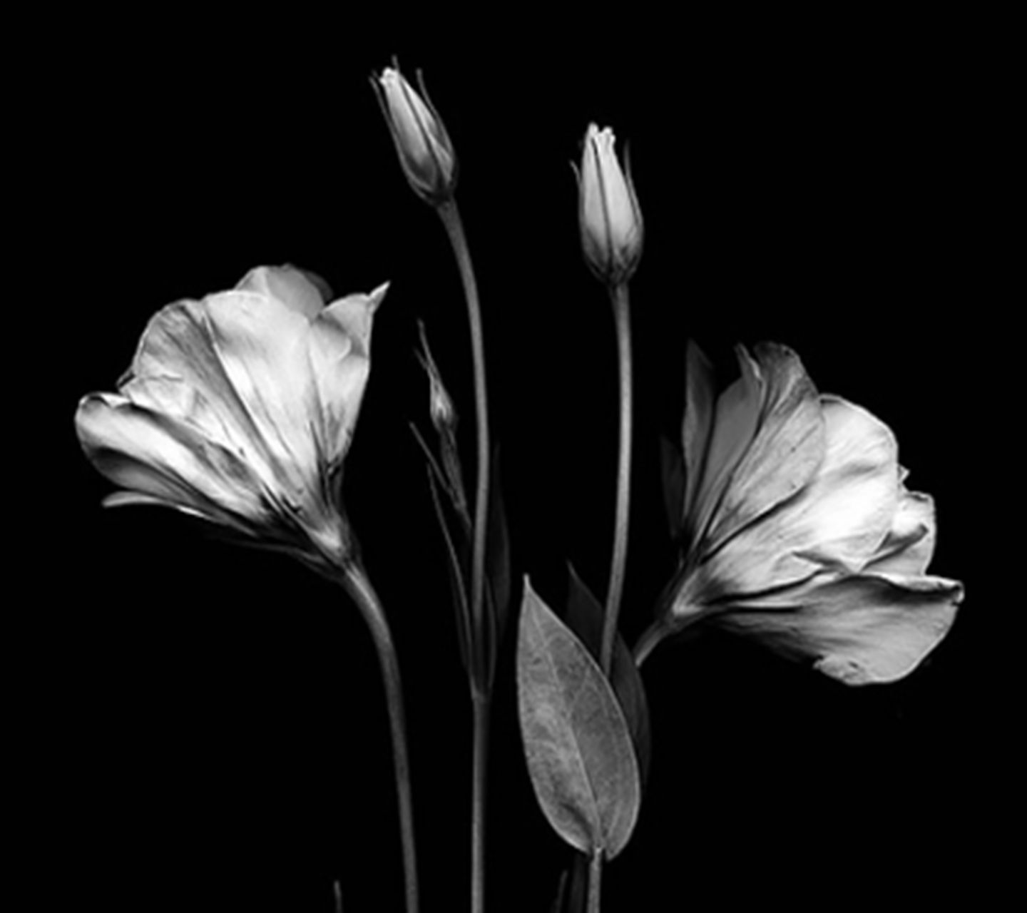 Black And White Wallpaper For Mobile - Black And White Flower Hd Wallpapers For Mobile , HD Wallpaper & Backgrounds