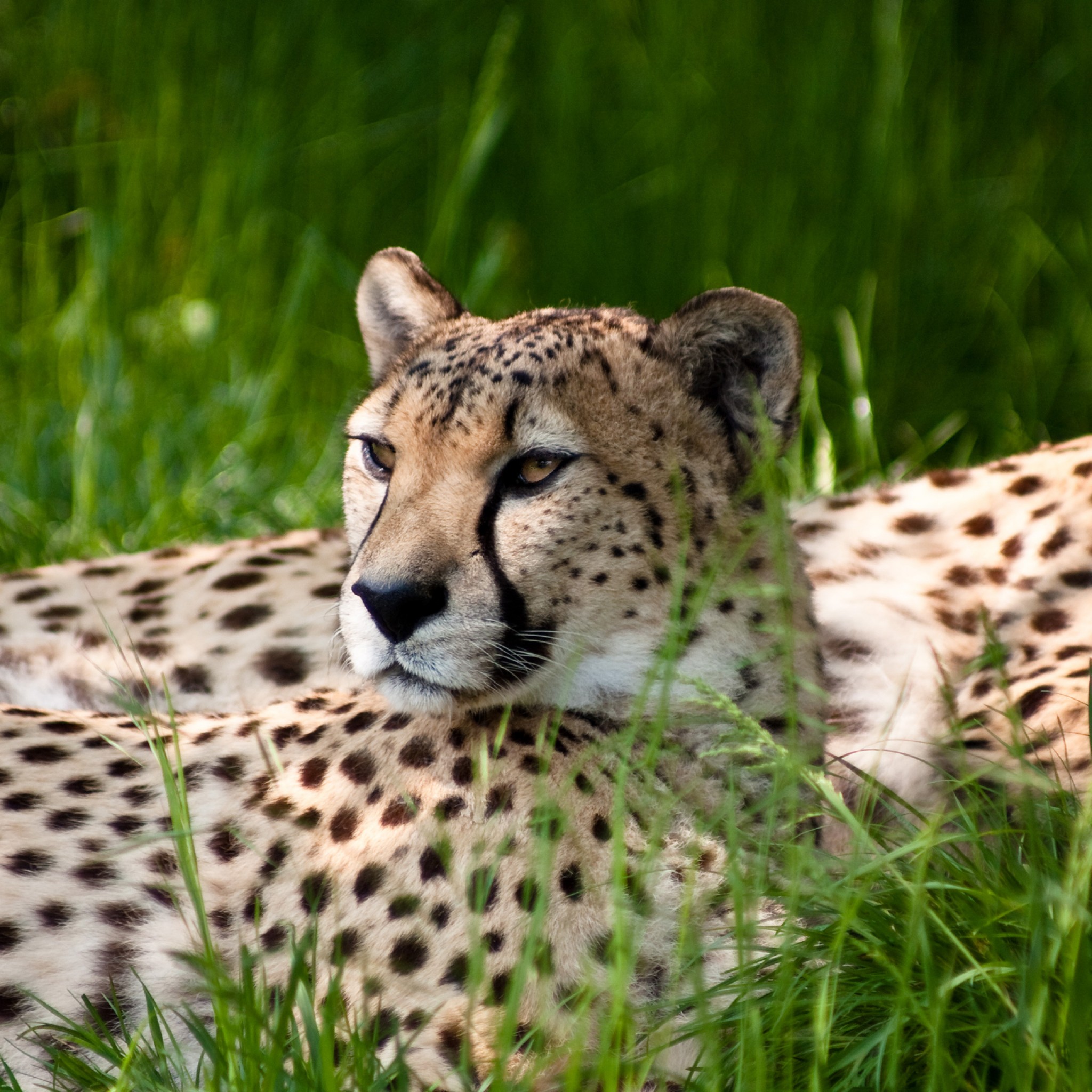 Wallpaper Cheetah, Cologne Zoo, Hd, Animals, - Hd Wallpapers Of Wild Animals , HD Wallpaper & Backgrounds