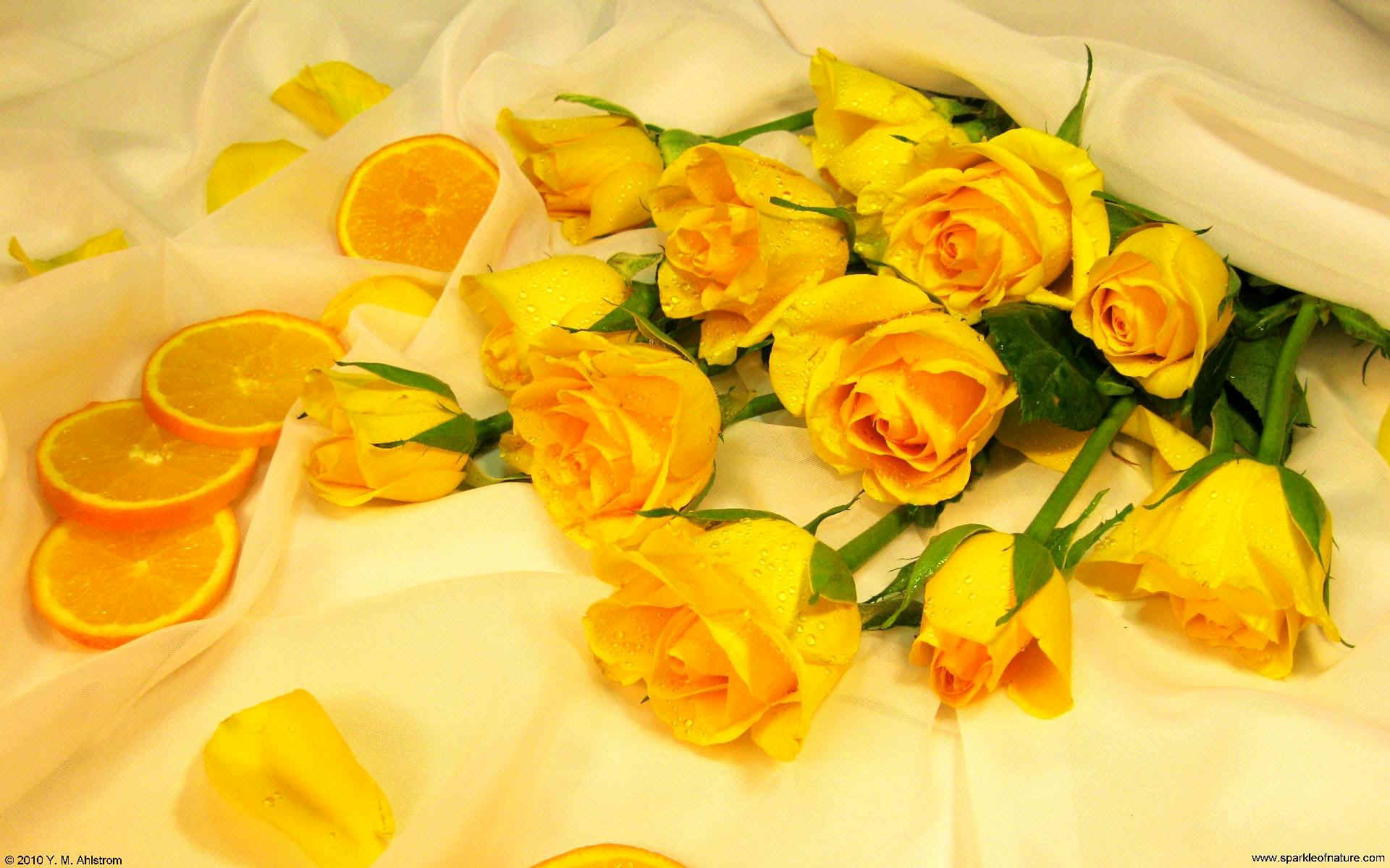 Yellow Roses Hd Wallpaper - Yellow Aesthetic Desktop Background