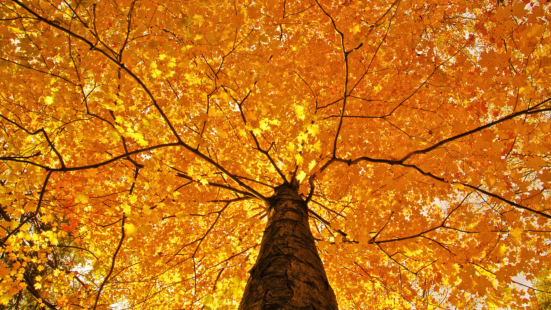 Yellow Desktop Wallpaper 1051709 Hd Wallpaper Backgrounds