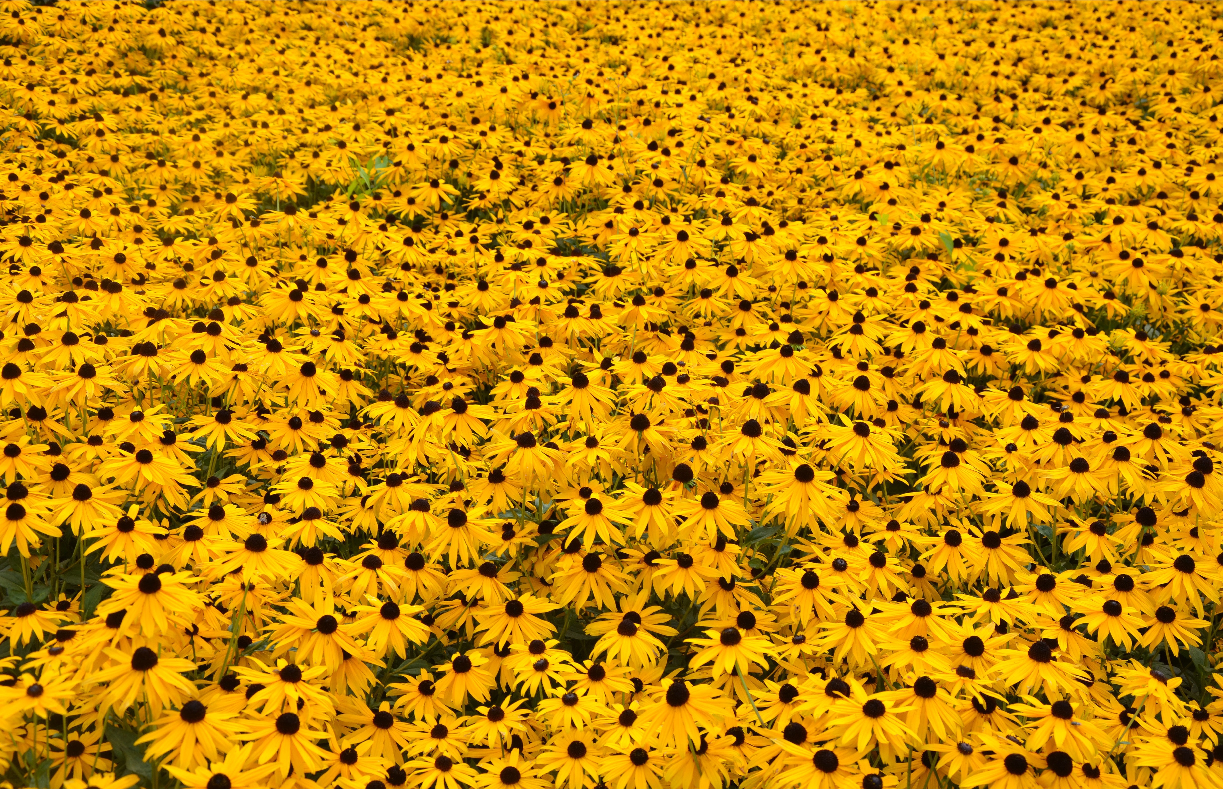 Yellow Flowers Computer Wallpaper - Hufflepuff Sunflowers , HD Wallpaper & Backgrounds