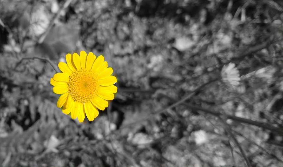 Yellow Color Nature Free Hd Wallpaper Yellow Color - Yellow , HD Wallpaper & Backgrounds
