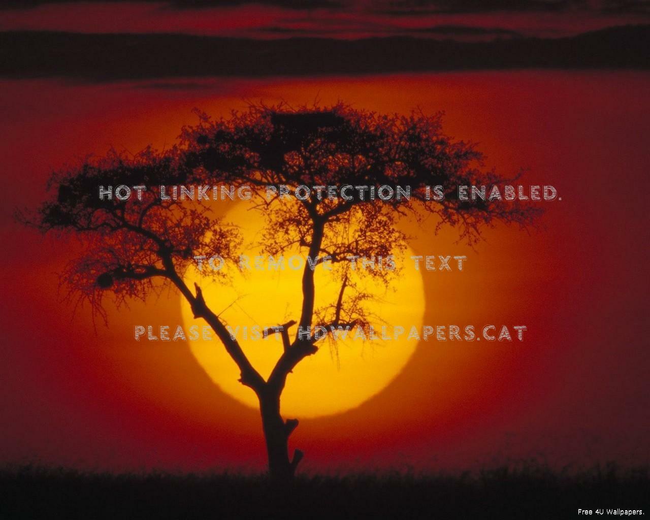 Single Tree In Sunset , HD Wallpaper & Backgrounds