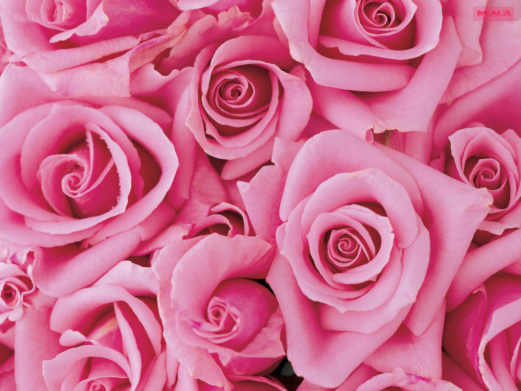 You Searched For Pink Flowers - Pink Flower , HD Wallpaper & Backgrounds