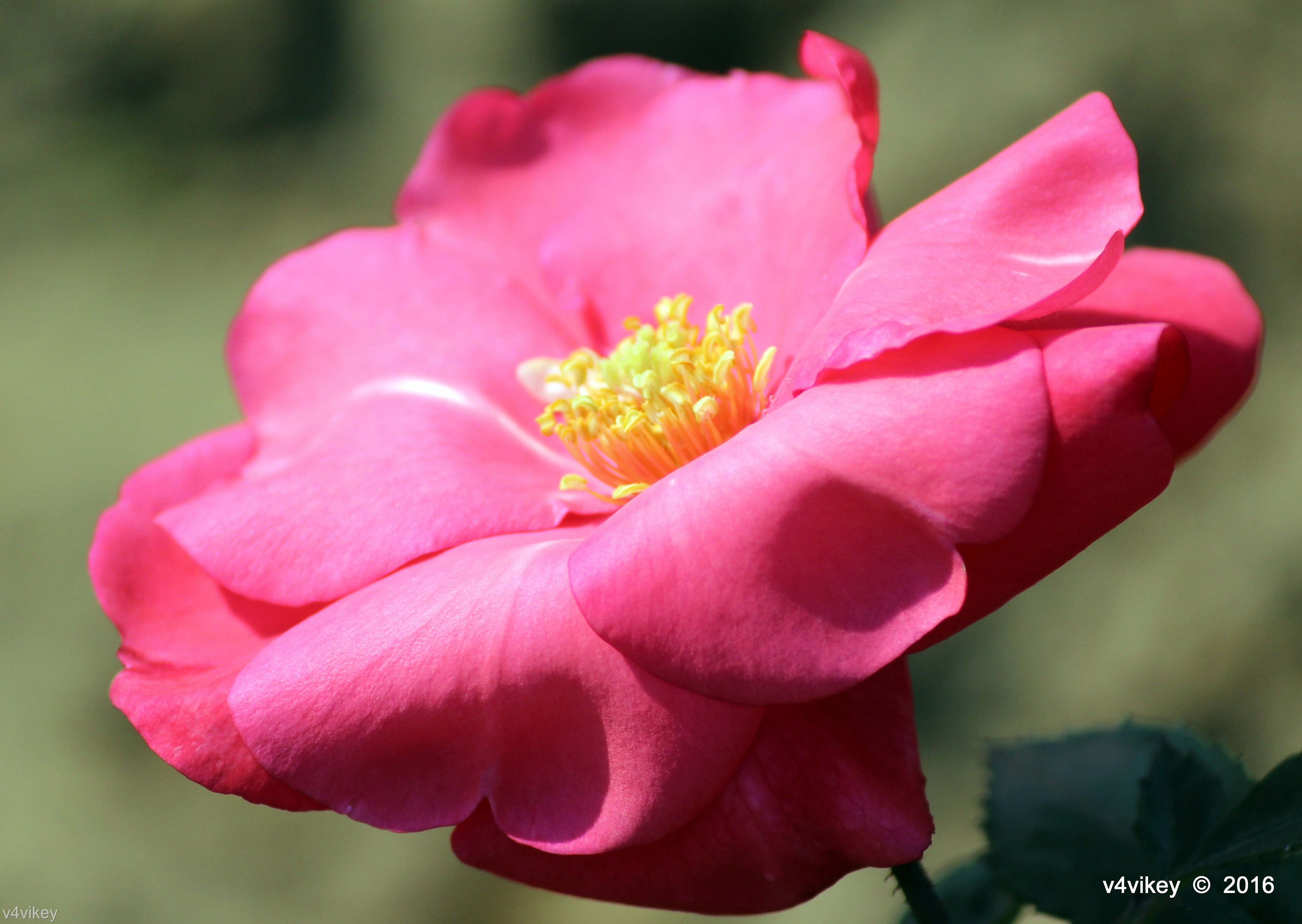 Varaitise Colour Rose Flower , HD Wallpaper & Backgrounds