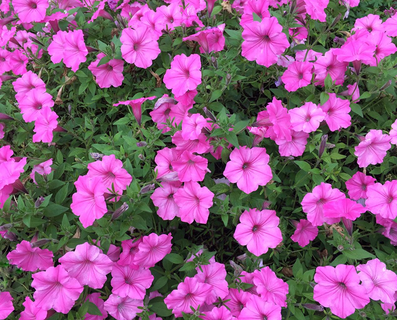 Wallpapers Pink Color Flowers Petunia - Mexican Petunia , HD Wallpaper & Backgrounds