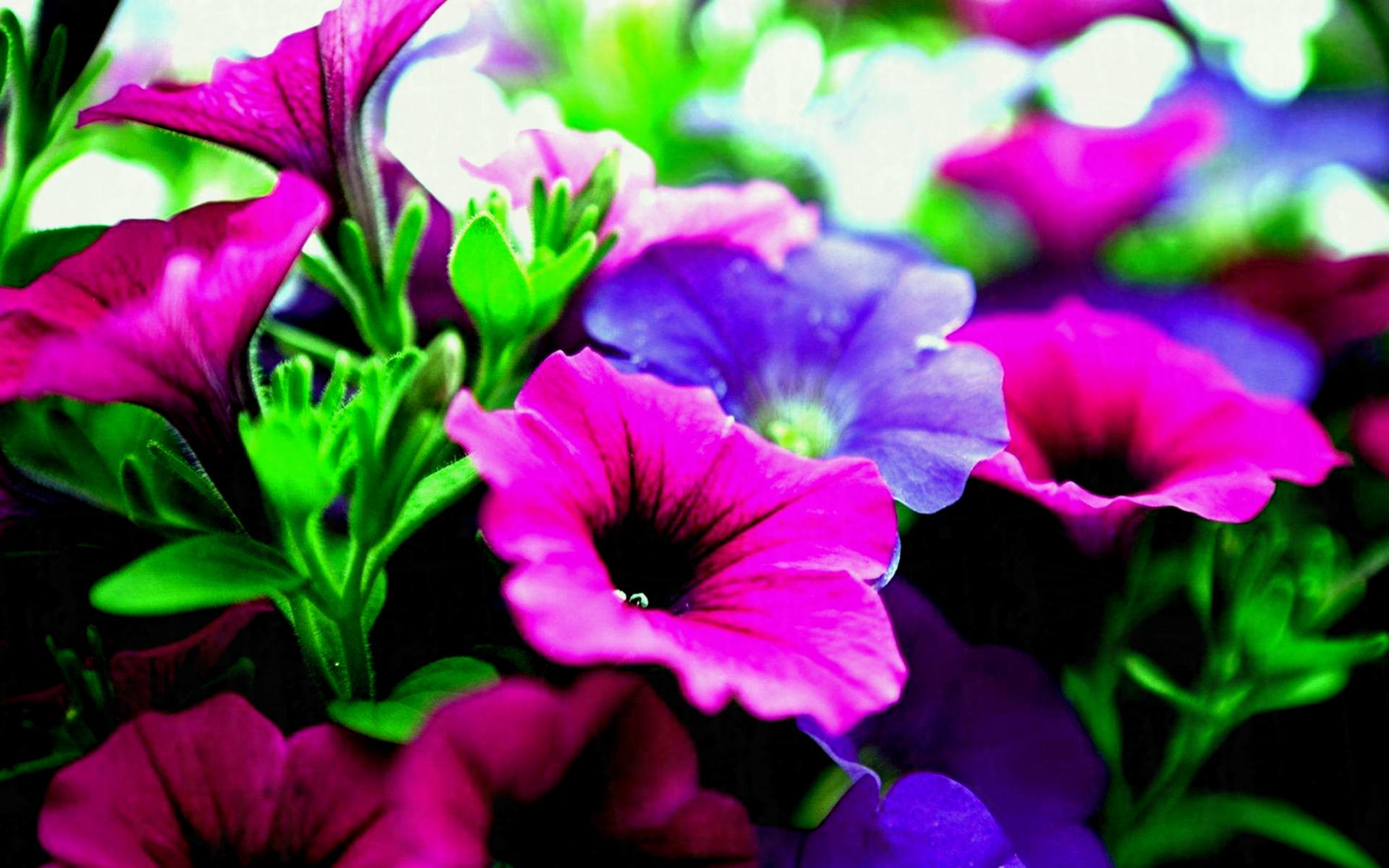 Back To 48 Violet Flowers Wallpapers - Purple Flowers , HD Wallpaper & Backgrounds