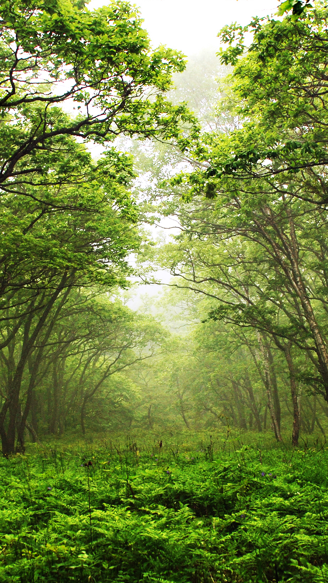 My Best Phone Wallpapers - 21 March World Forestry Day , HD Wallpaper & Backgrounds