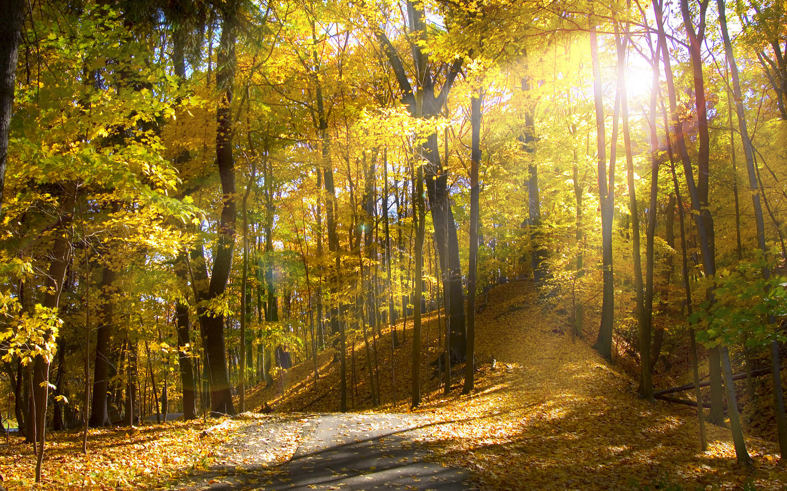 Orman Hd Duvar Kağıdı - Sunlight Through Autumn Trees , HD Wallpaper & Backgrounds