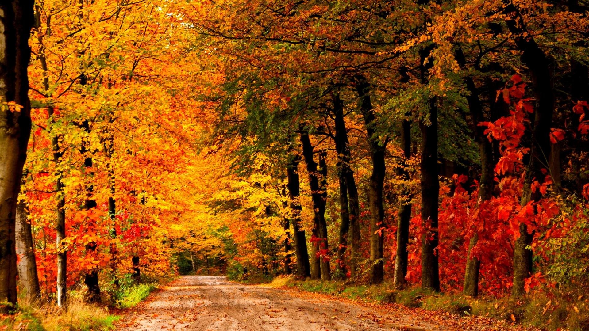Mobile Phone, Leaves, Leaf, Fall, Landscape,autumn, - Country Road In The Fall , HD Wallpaper & Backgrounds