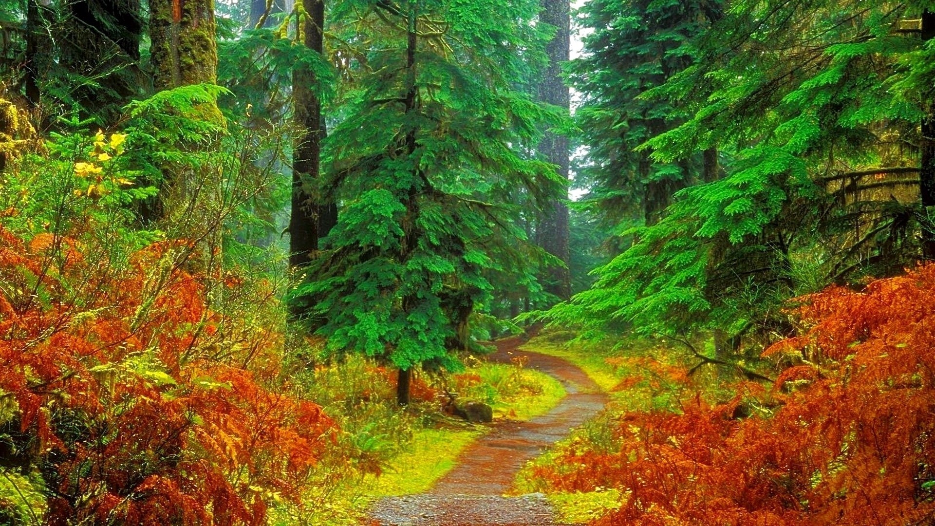 Road In The Wild Autumn Forest Wallpaper - Forest Wallpaper Download Hd , HD Wallpaper & Backgrounds