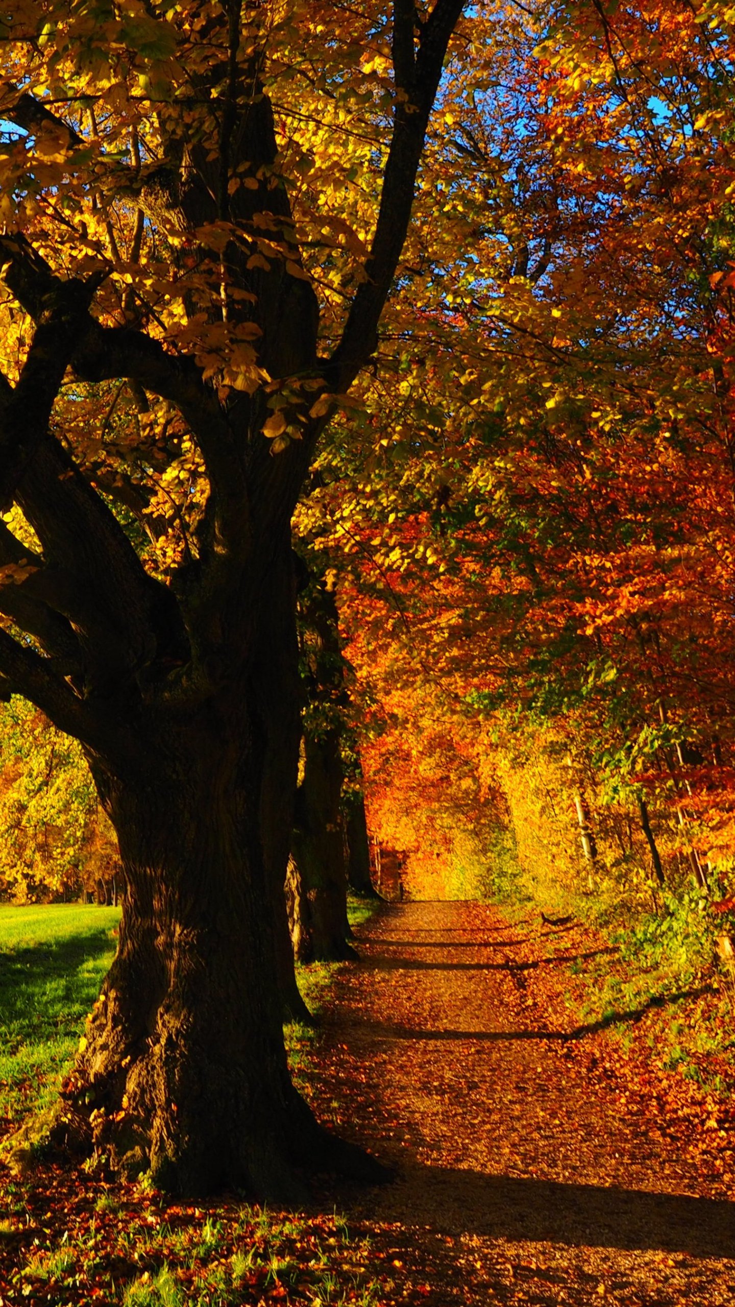Fall Forest - Autumn Forest , HD Wallpaper & Backgrounds