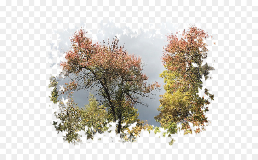 Desktop Wallpaper, Blog, Autumn, Tree, Leaf Png - Floral Design , HD Wallpaper & Backgrounds