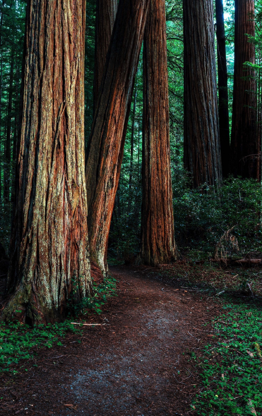 Wallpaper Dirt Road, Trees, Forest, Nature - Redwood Forest Wallpaper Iphone 8 , HD Wallpaper & Backgrounds