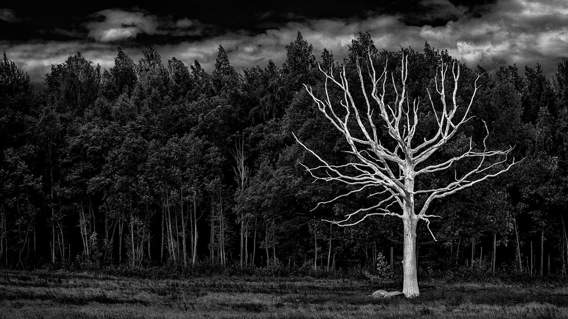 Dark Night Forest Wallpaper1 - Forest Black And White , HD Wallpaper & Backgrounds
